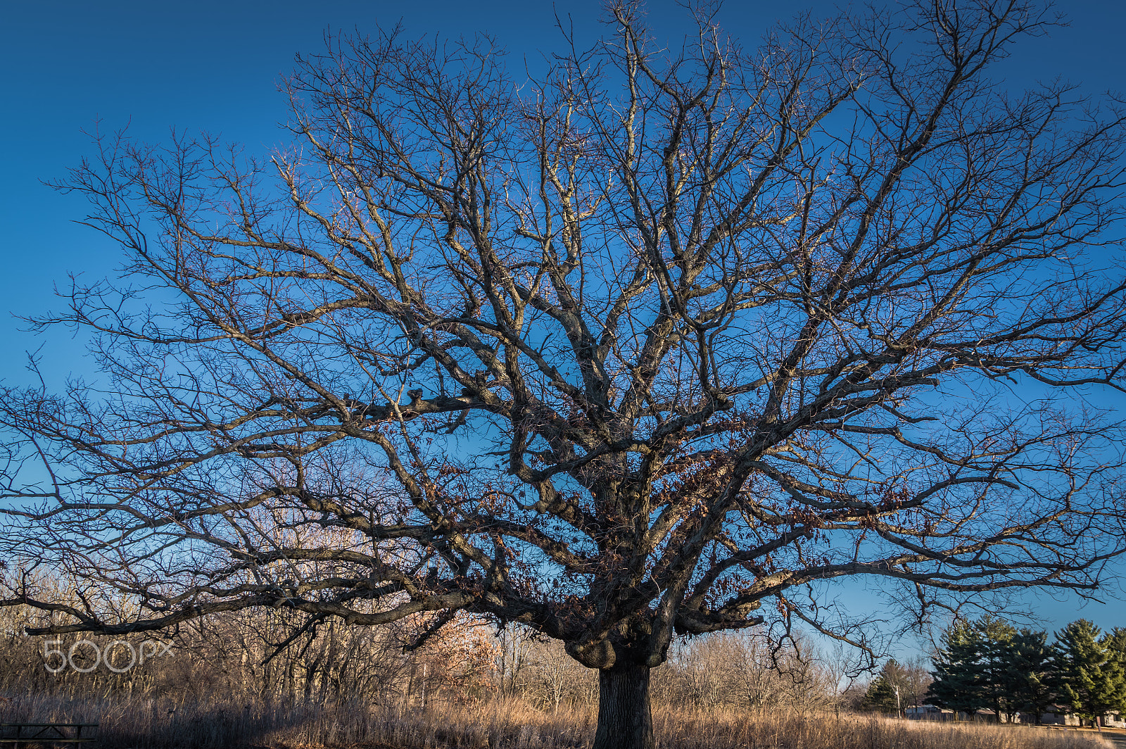 Sigma 17-70mm F2.8-4 DC Macro HSM | C sample photo. Endless branches photography