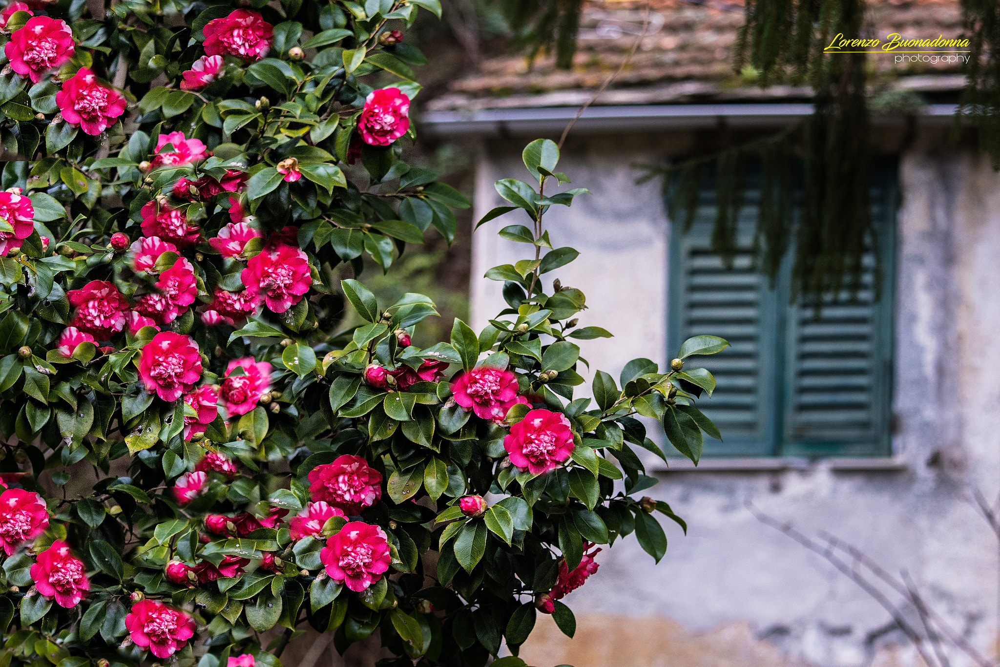 Canon EF 70-200mm F4L IS USM sample photo. Camelia photography