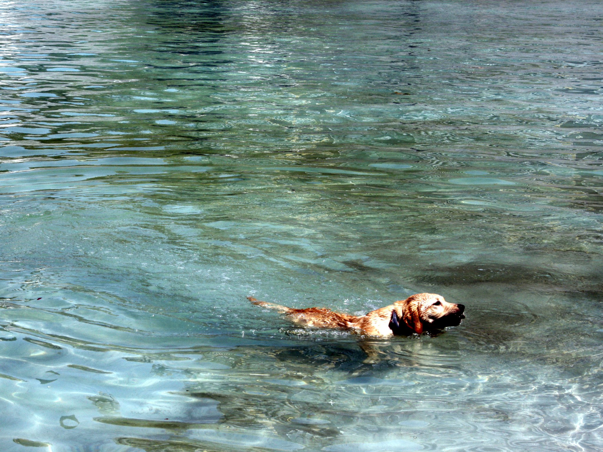 Canon EF-S 18-55mm F3.5-5.6 II sample photo. Swimming in the pond photography