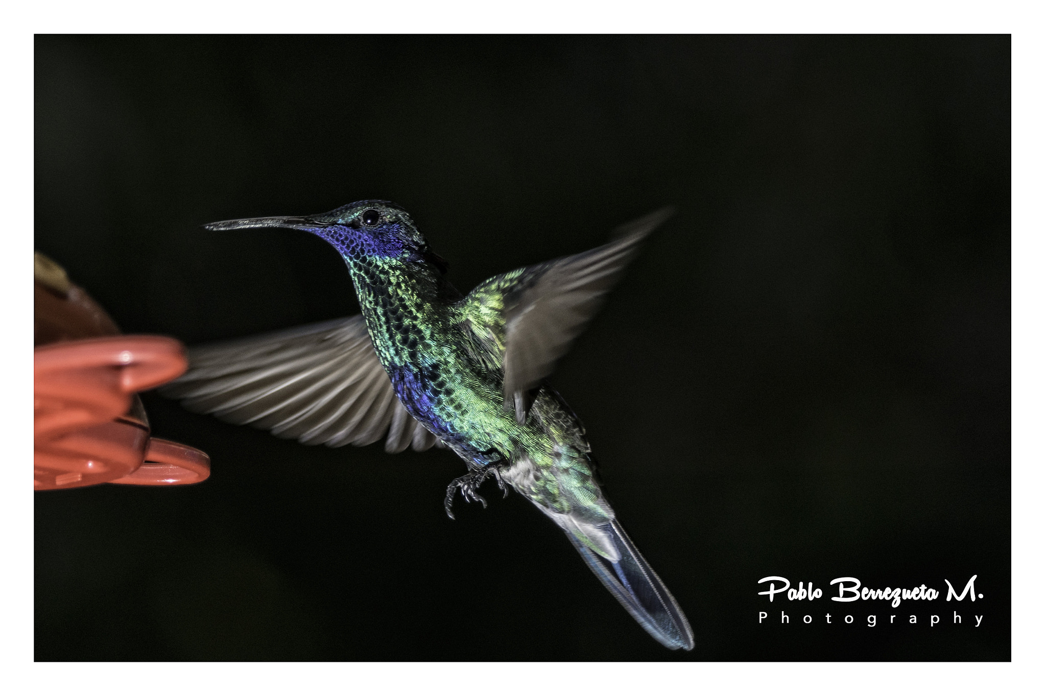 Sony 70-400mm F4-5.6 G SSM sample photo. Colibrí. paute -ecuador photography