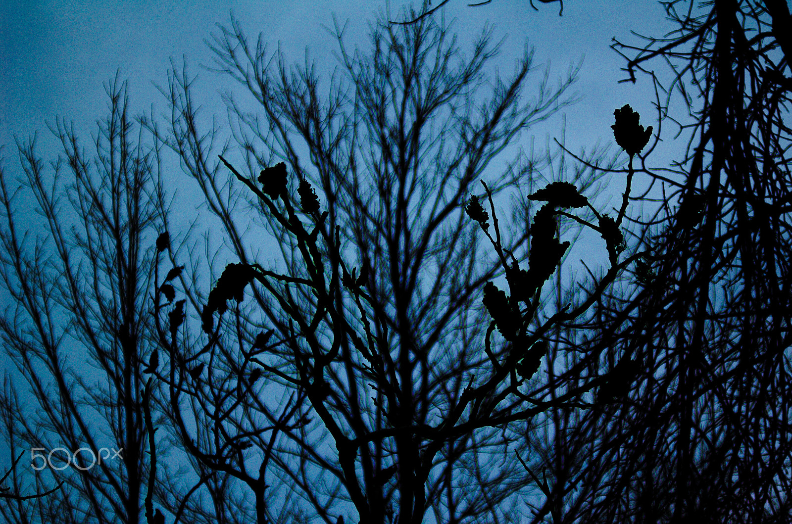 AF Zoom-Nikkor 35-70mm f/3.3-4.5 sample photo. A dark plant photography