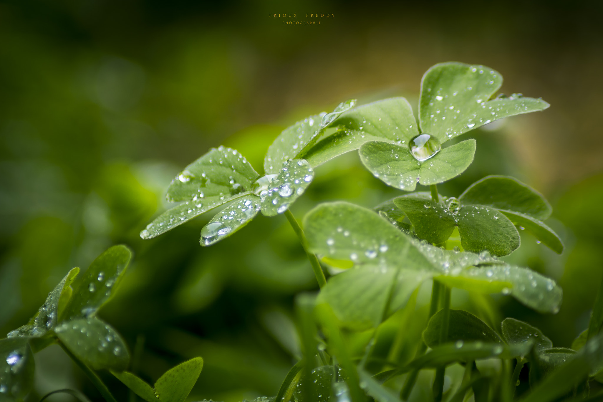 Nikon D5200 + Sigma 50-150mm F2.8 EX APO DC HSM II + 1.4x sample photo. The small drops photography