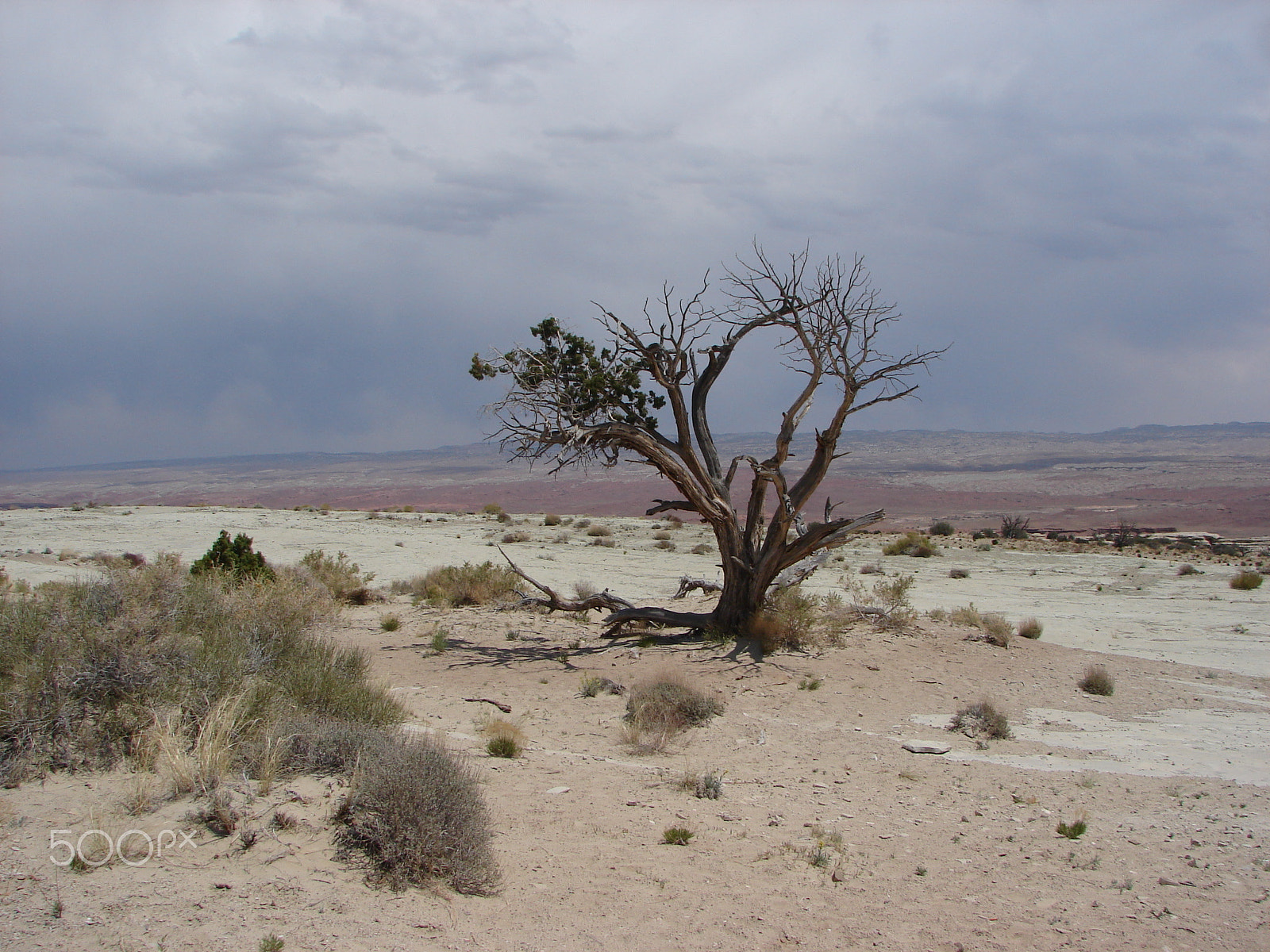 Sony DSC-H1 sample photo. Desert tree photography