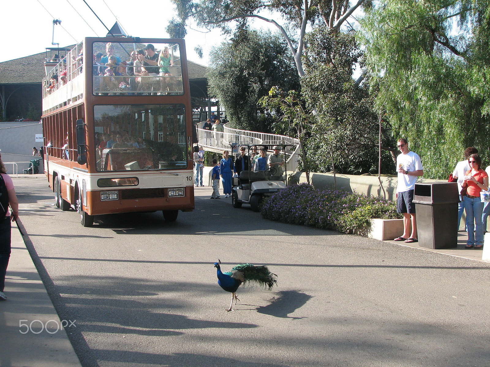 Canon POWERSHOT S2 IS sample photo. Peacock crossing photography