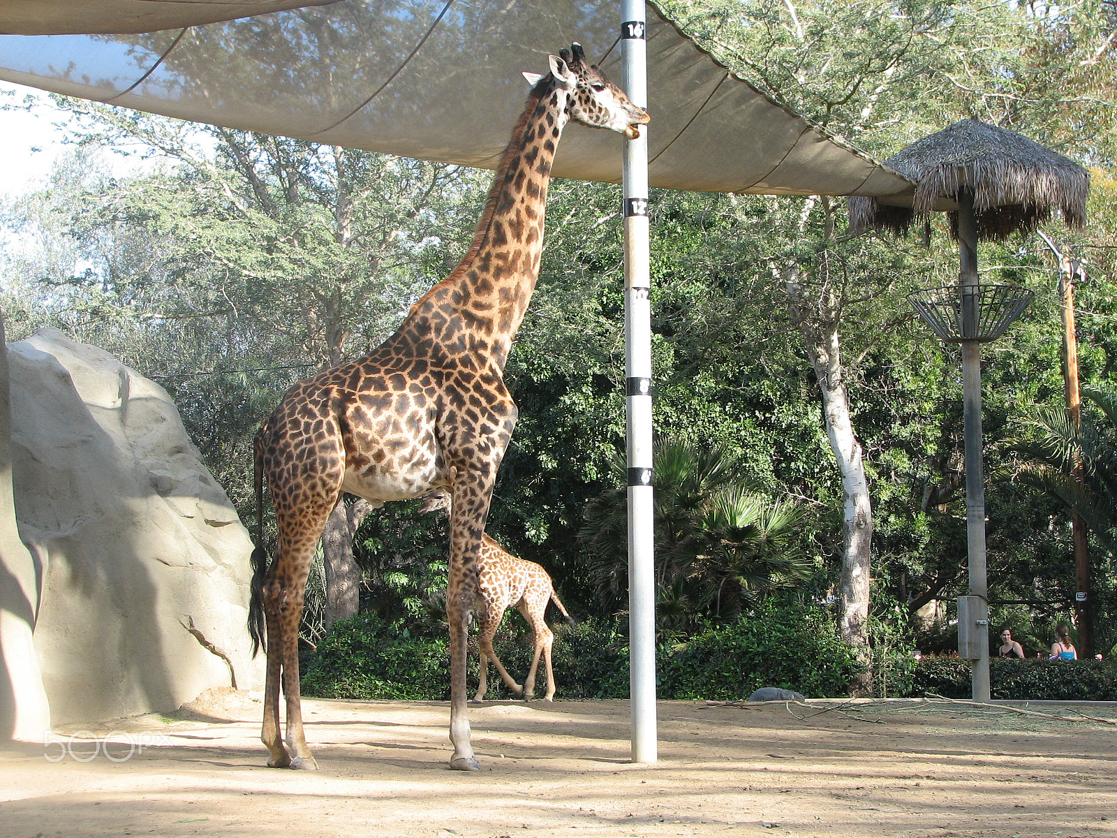 Canon POWERSHOT S2 IS sample photo. Giraffe at san diego zoo photography