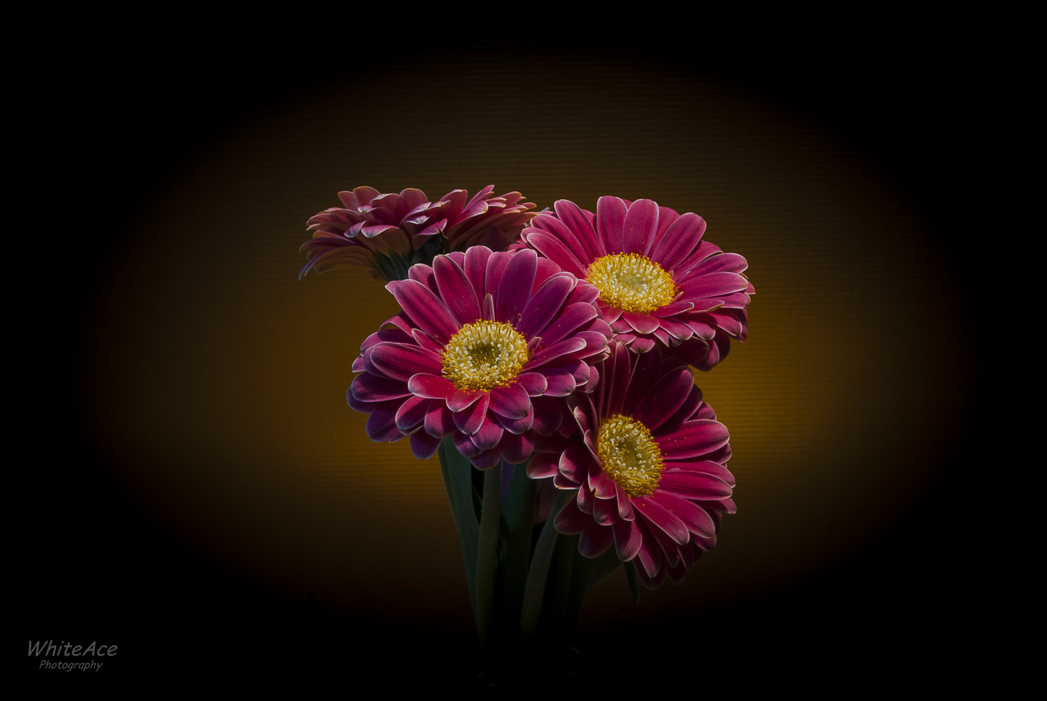 Nikon D200 sample photo. Test flowers 01 photography