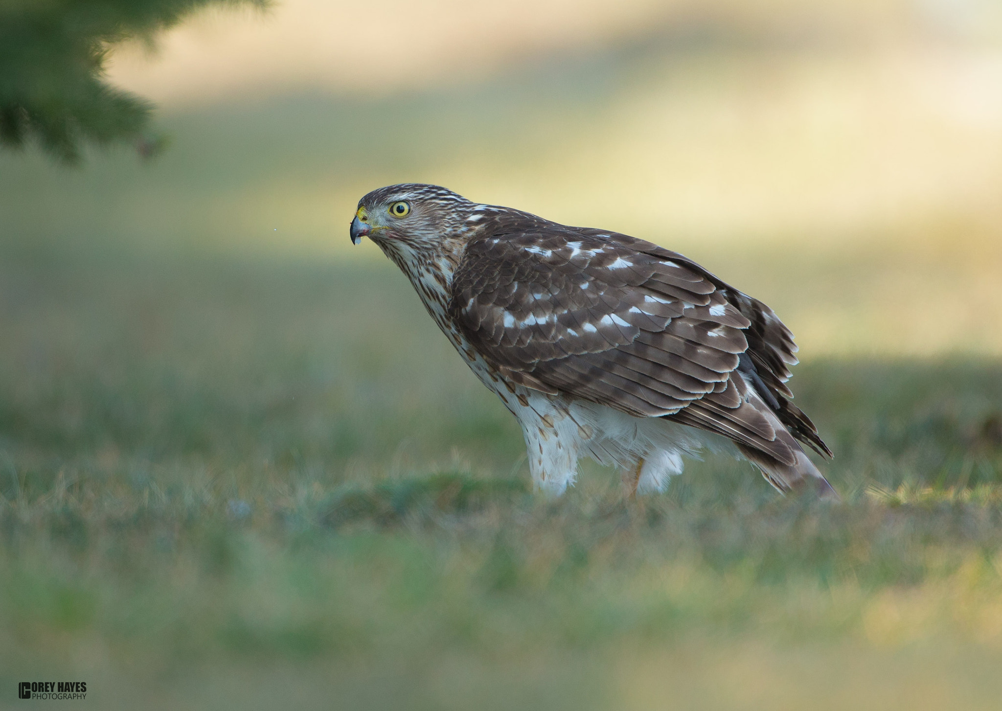 Canon EF 500mm F4L IS USM sample photo. Cooper hawk with meal photography