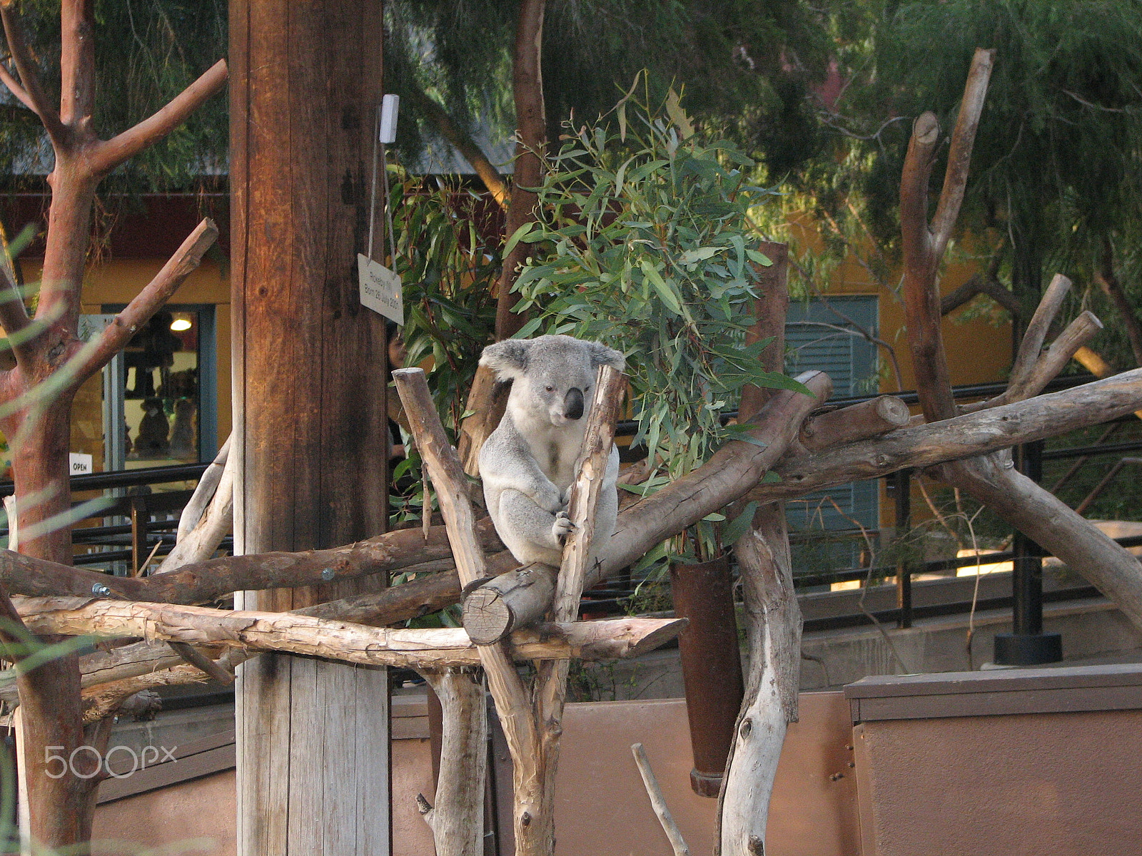 Canon POWERSHOT S2 IS sample photo. Koala photography