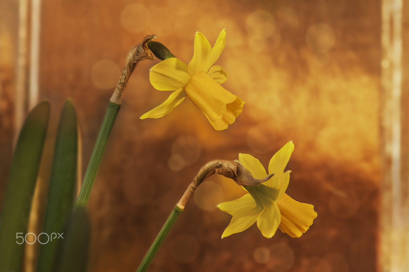 Sigma 105mm F2.8 EX DG Macro sample photo. Narcissus photography