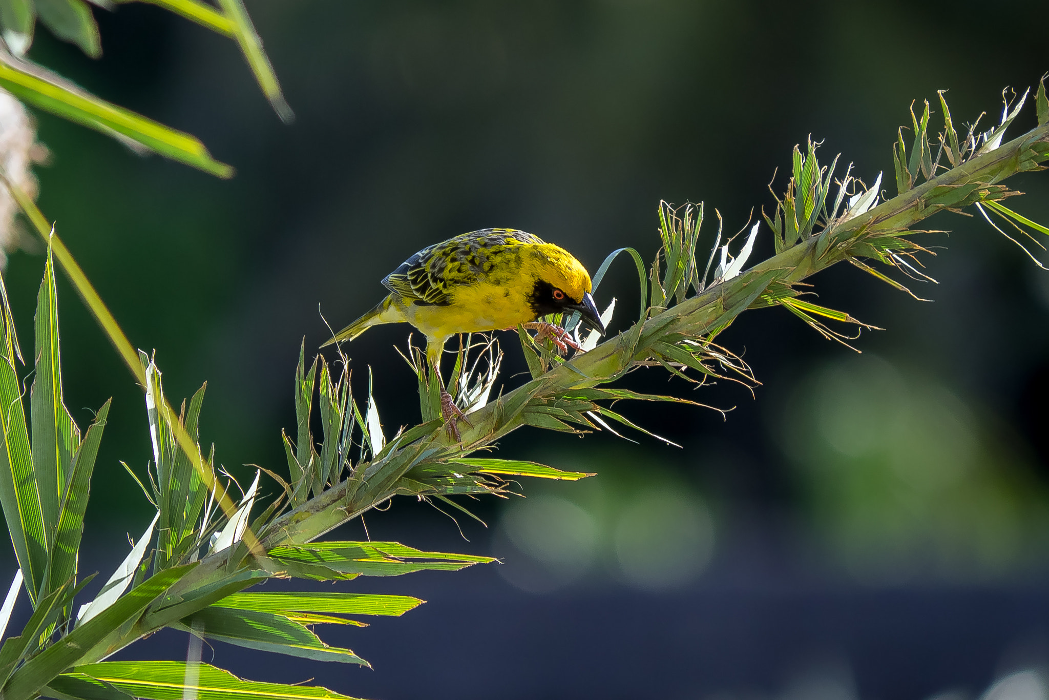 Olympus OM-D E-M1 sample photo. Webervogel photography