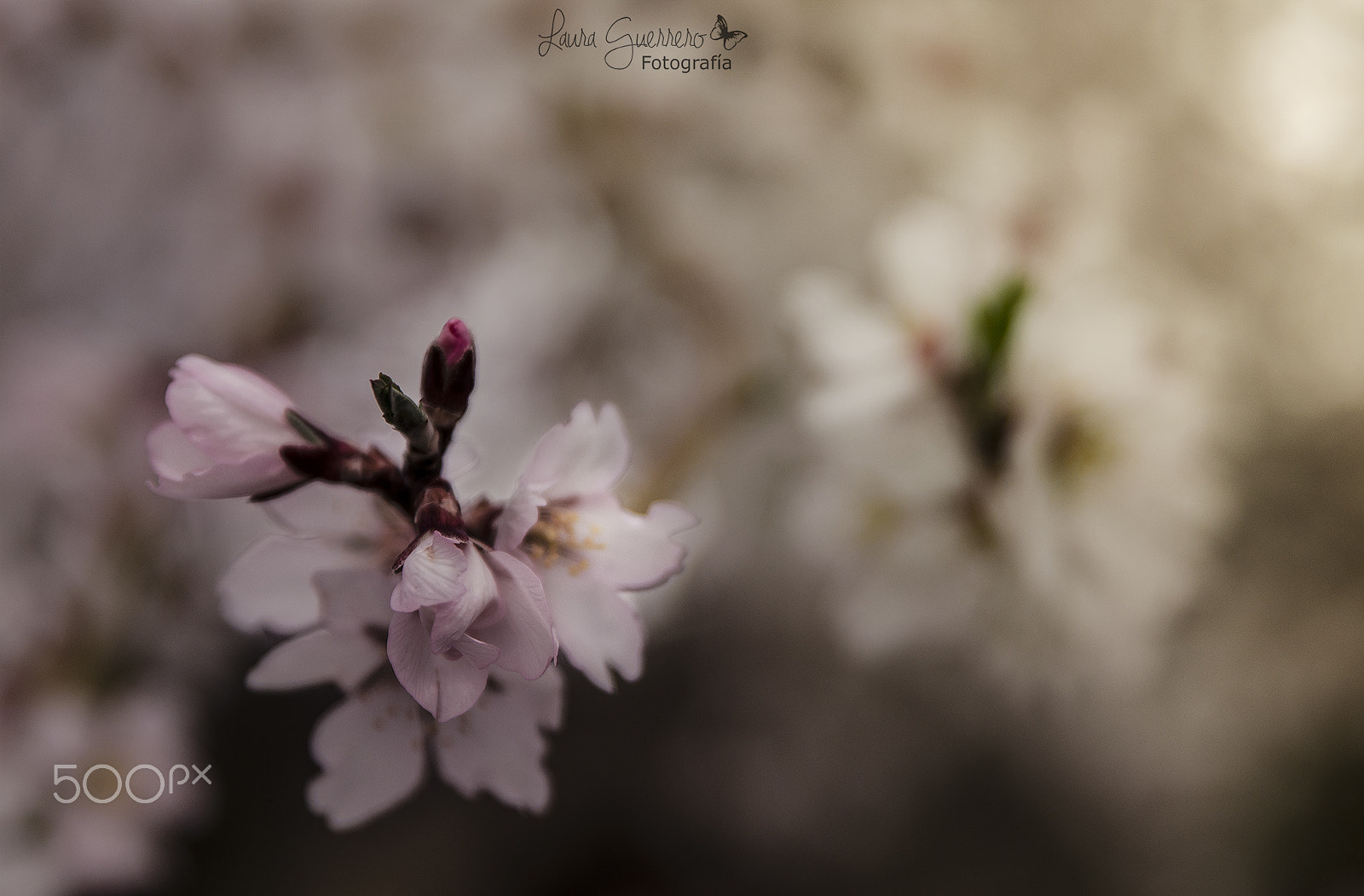 Tamron SP 24-70mm F2.8 Di VC USD sample photo. Almendros en flor photography