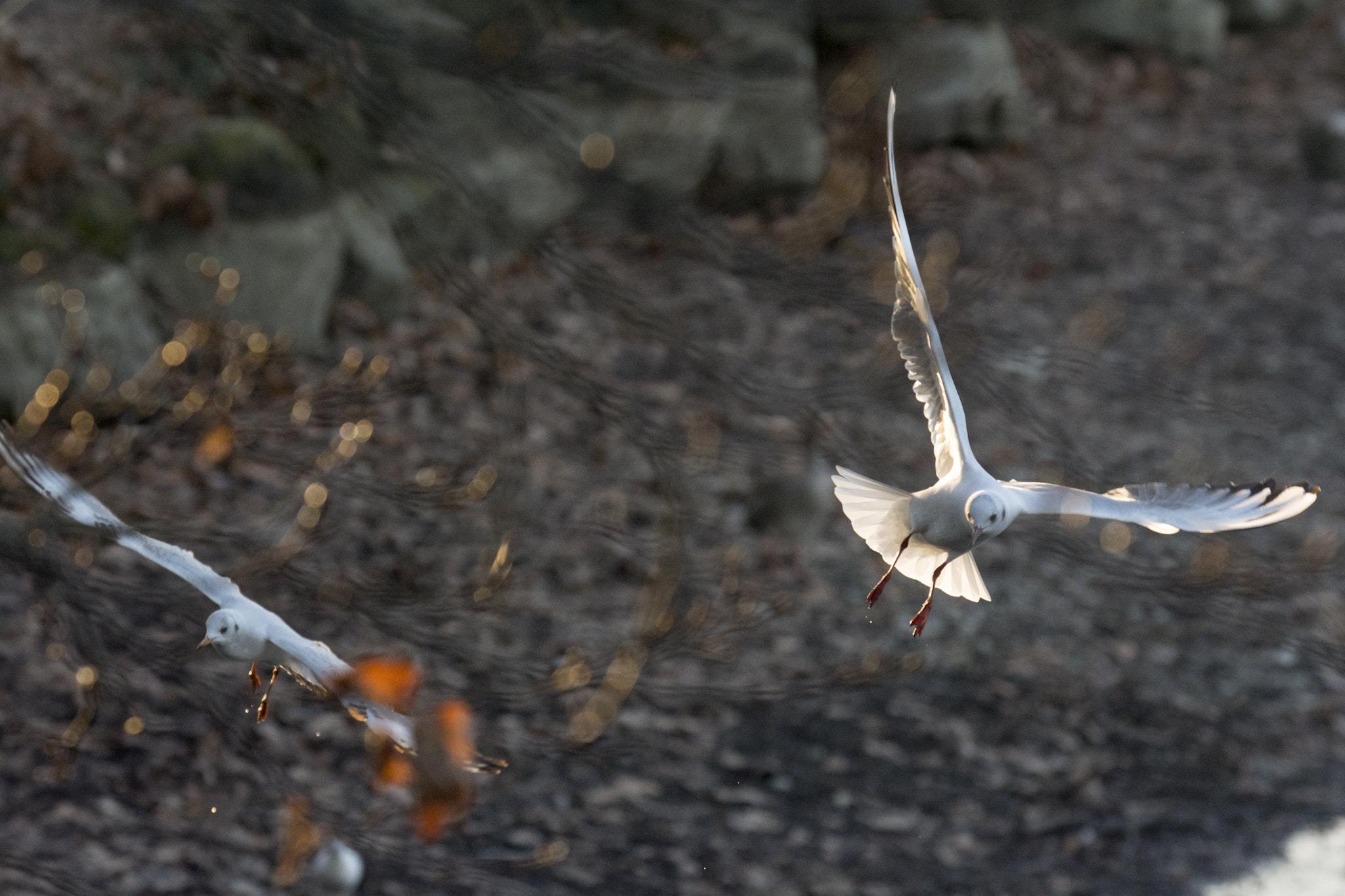 AF-S Zoom-Nikkor 80-200mm f/2.8D IF-ED sample photo. Flying across photography