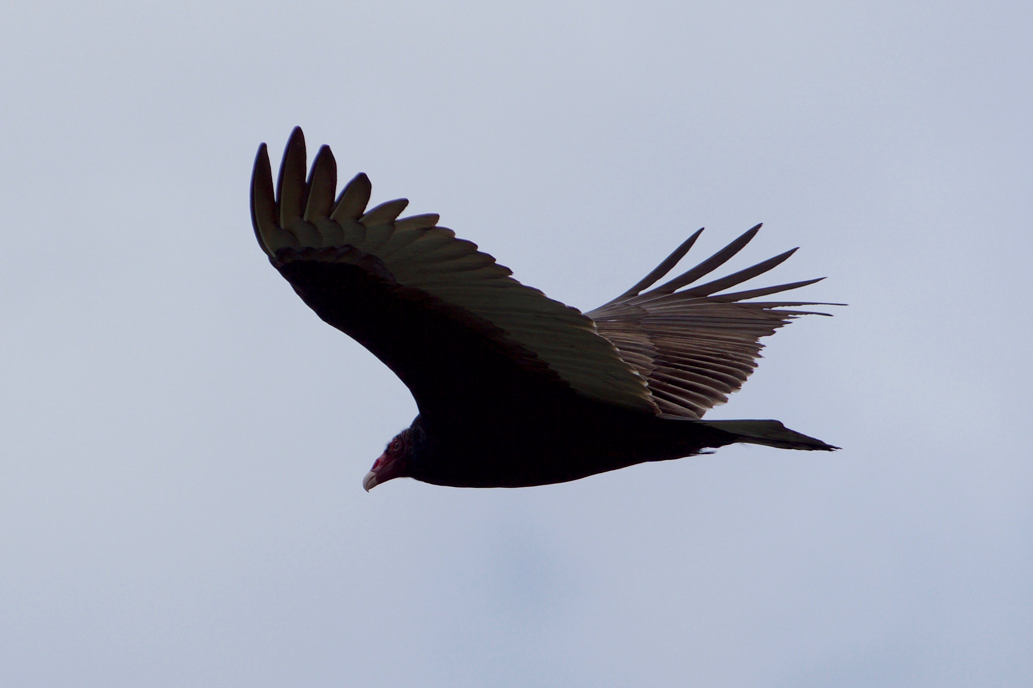 Sony a6000 + Sony FE 70-200mm F4 G OSS sample photo. Turkey vulture in the clouds photography