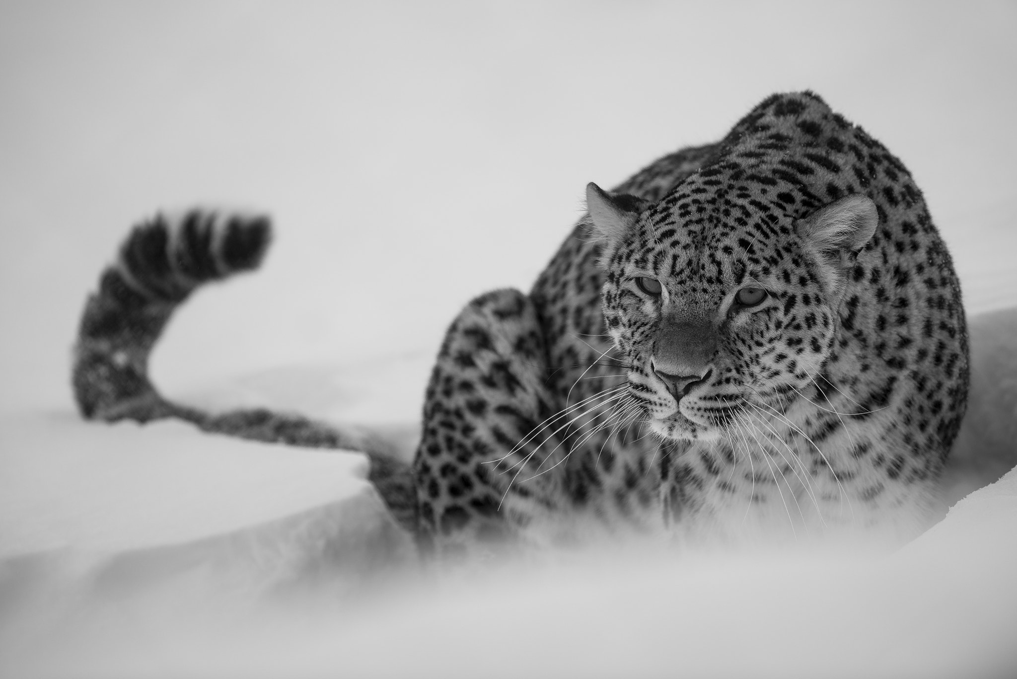 Nikon AF-S Nikkor 500mm F4G ED VR sample photo. Persian leopard photography