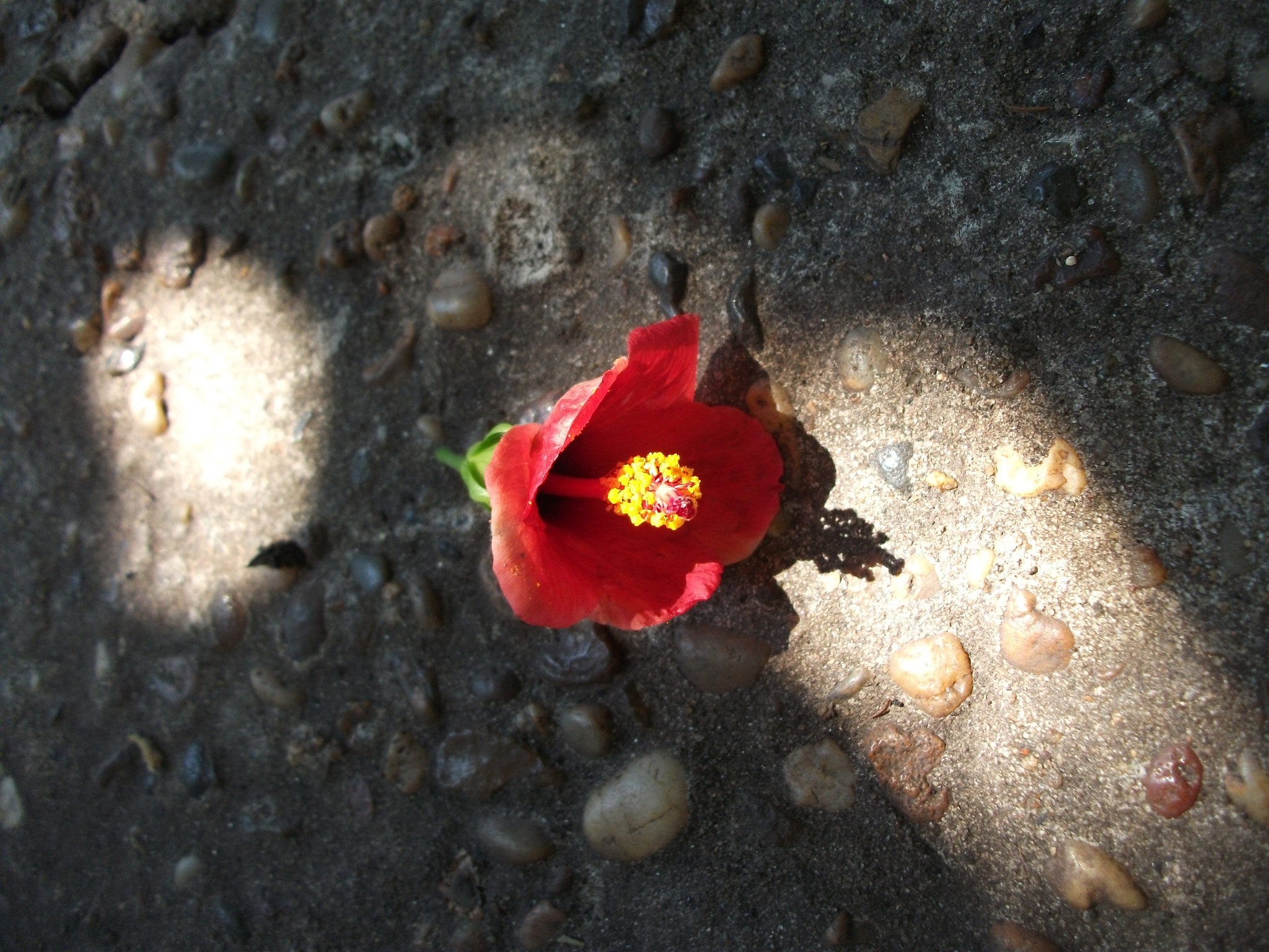 Fujifilm FinePix AV100 sample photo. Scarlet in the shadows photography