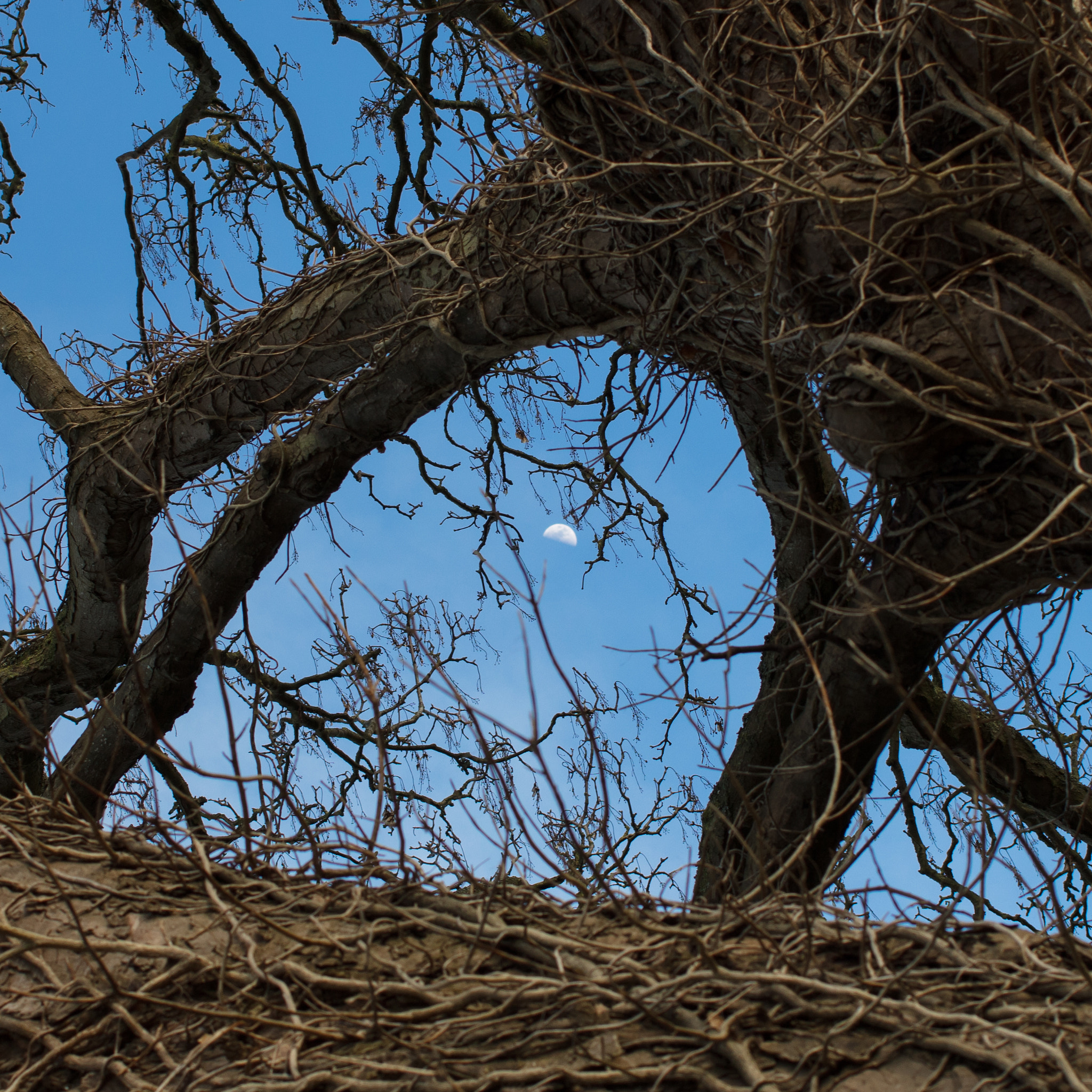 Canon EOS 5DS R + Zeiss Milvus 35mm f/2 sample photo. A distant moon photography