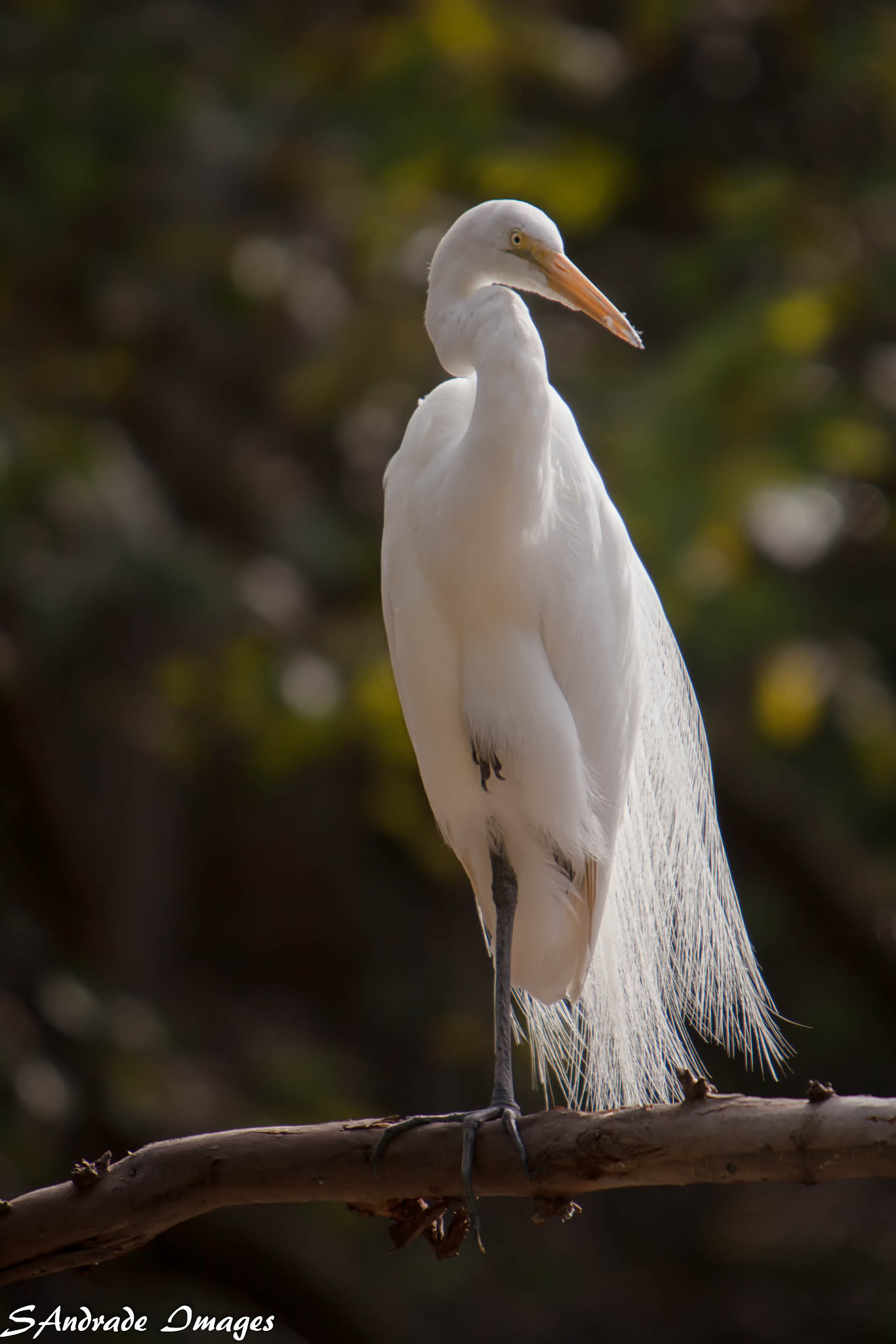 Canon EF 70-200mm F2.8L IS USM sample photo. Backlite egret photography