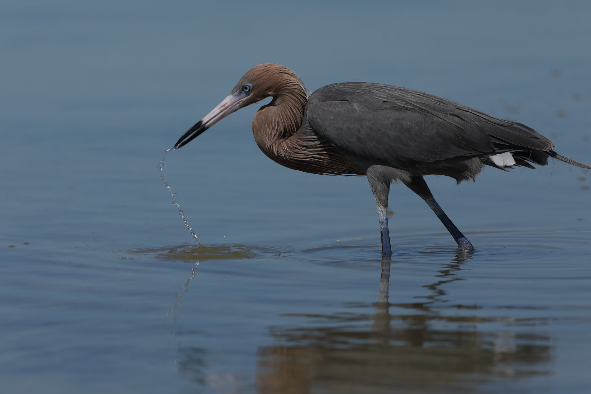 Canon EF 300mm F2.8L IS USM sample photo. Reddish egret (egretta rufescens) photography