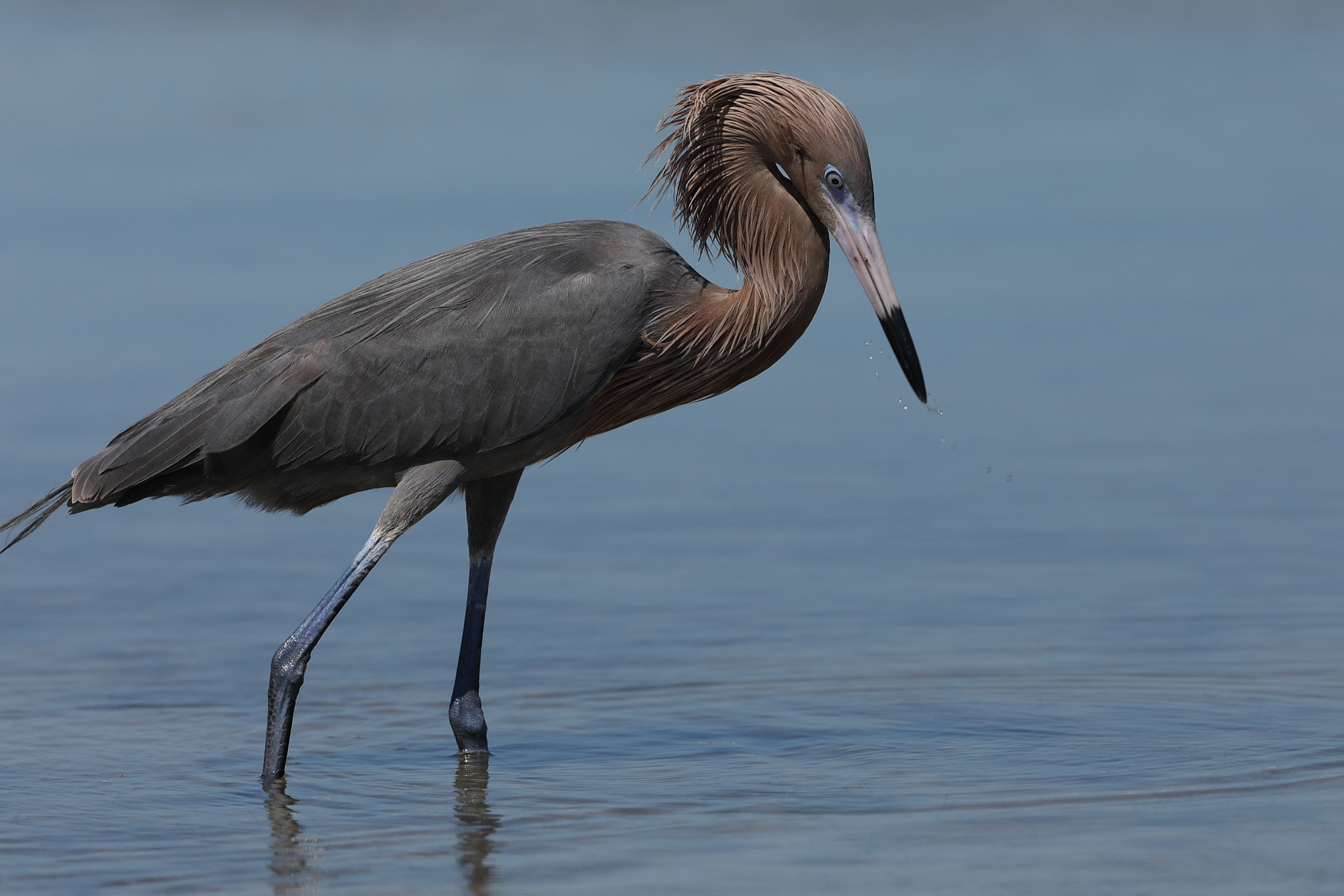 Canon EF 300mm F2.8L IS USM sample photo. Reddish egret (egretta rufescens) photography