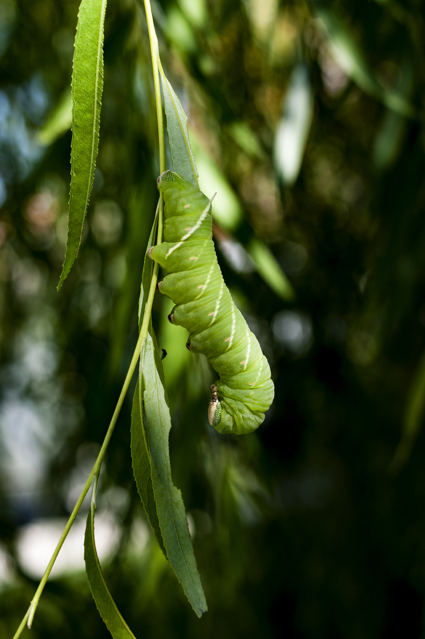 Sony Alpha DSLR-A350 + Sony DT 35mm F1.8 SAM sample photo. Green caterpillar 4 photography