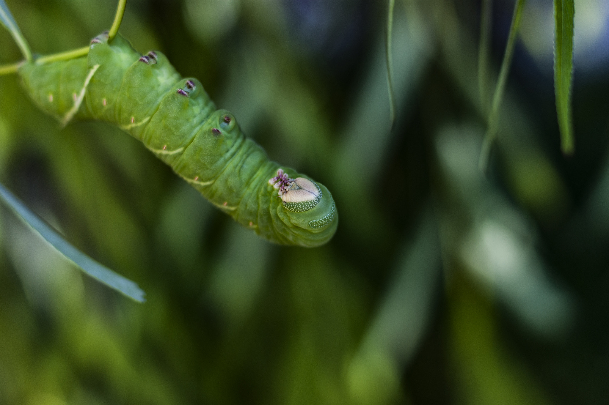 Sony Alpha DSLR-A350 + Sony DT 35mm F1.8 SAM sample photo. Green caterpillar 3 photography