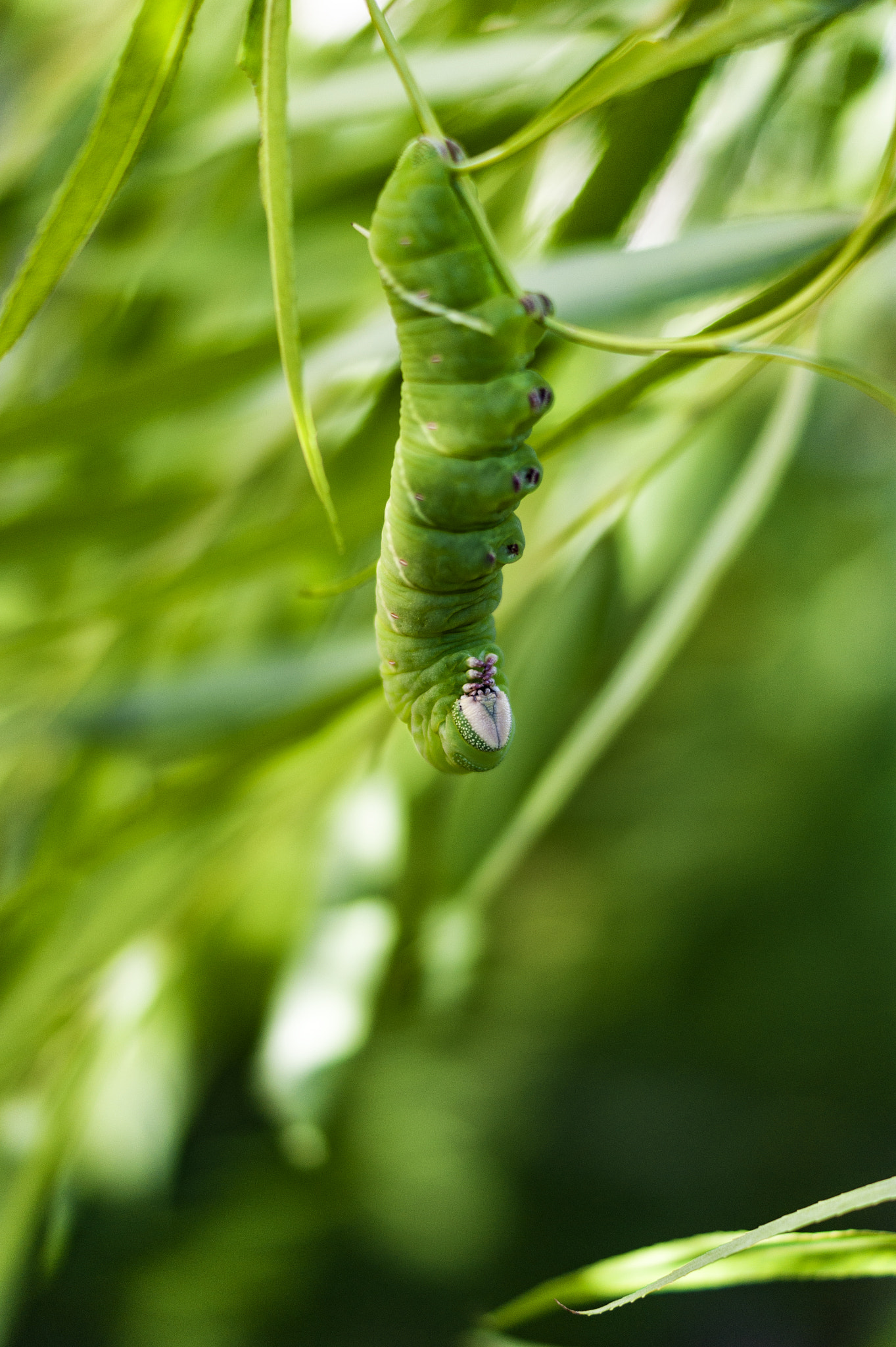 Sony Alpha DSLR-A350 + Sony DT 35mm F1.8 SAM sample photo. Green caterpillar 2 photography