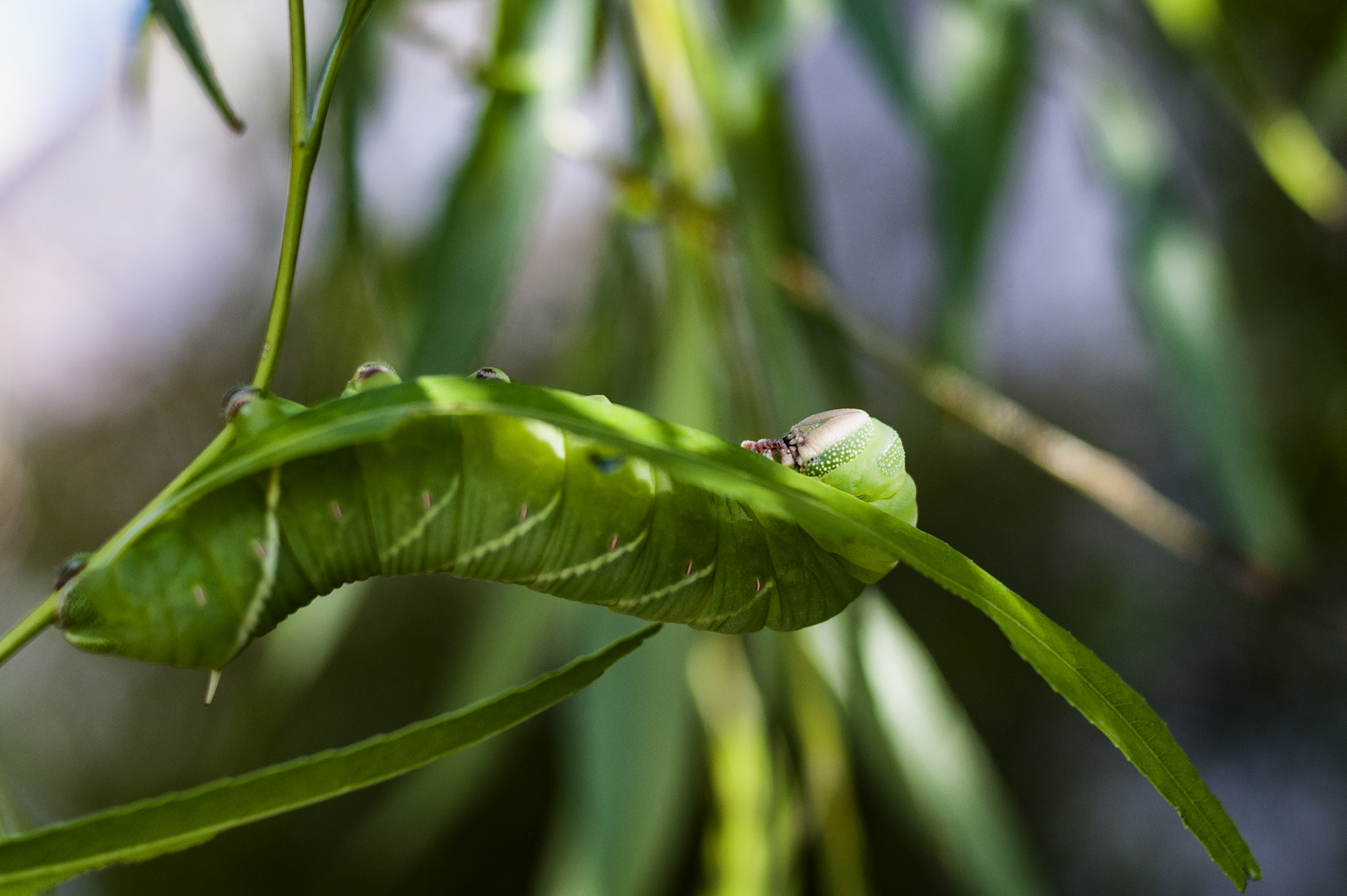 Sony Alpha DSLR-A350 sample photo. Green caterpillar 1 photography