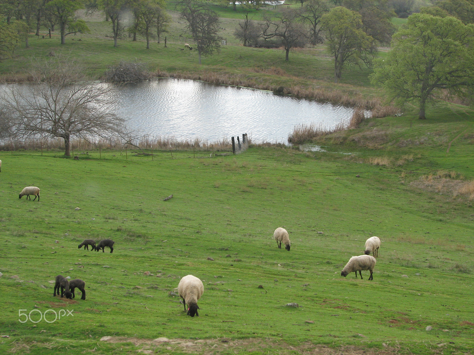 Canon POWERSHOT S2 IS sample photo. Newborn lambs photography