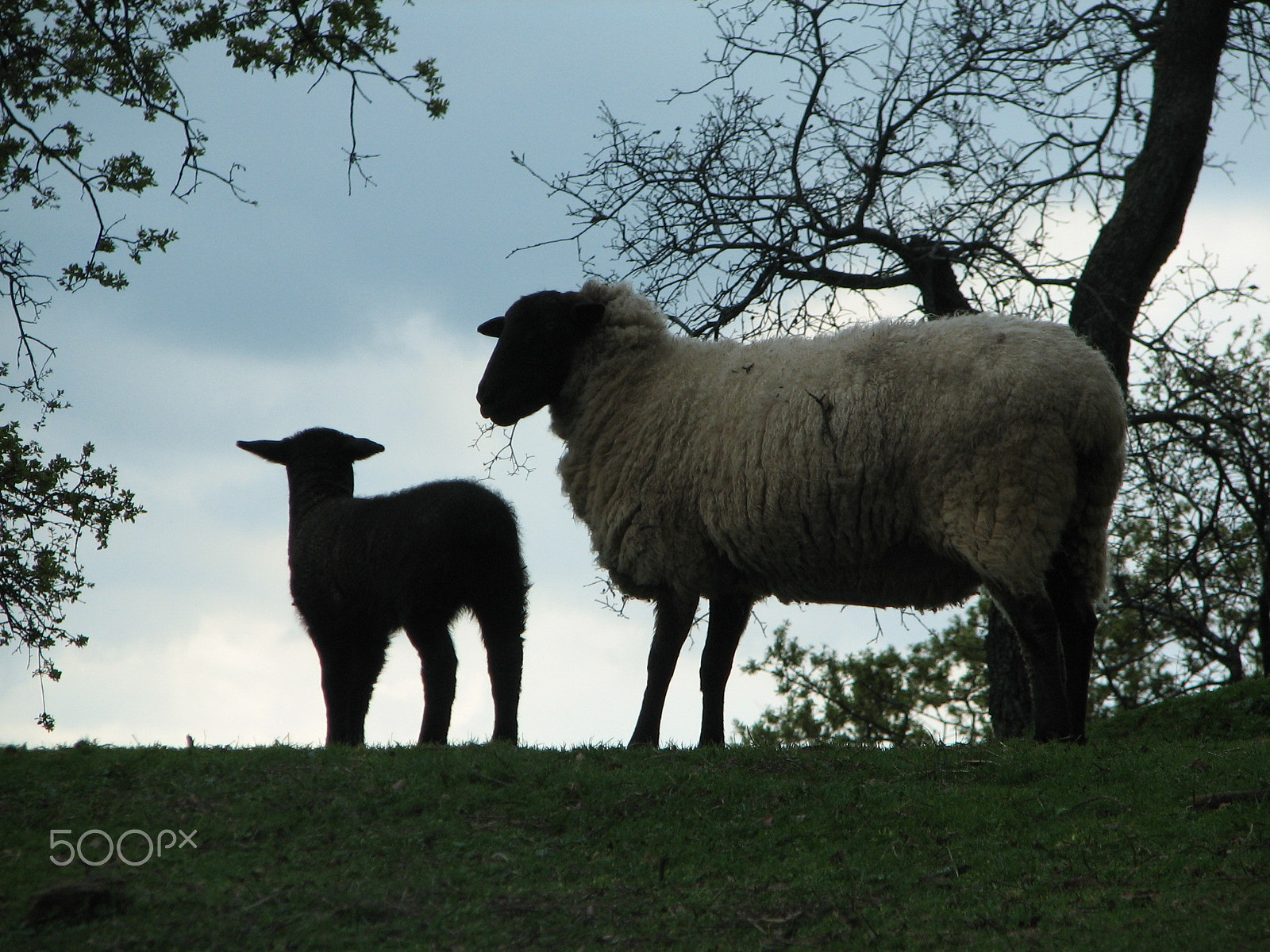Canon POWERSHOT S2 IS sample photo. Mother and baby sheep photography