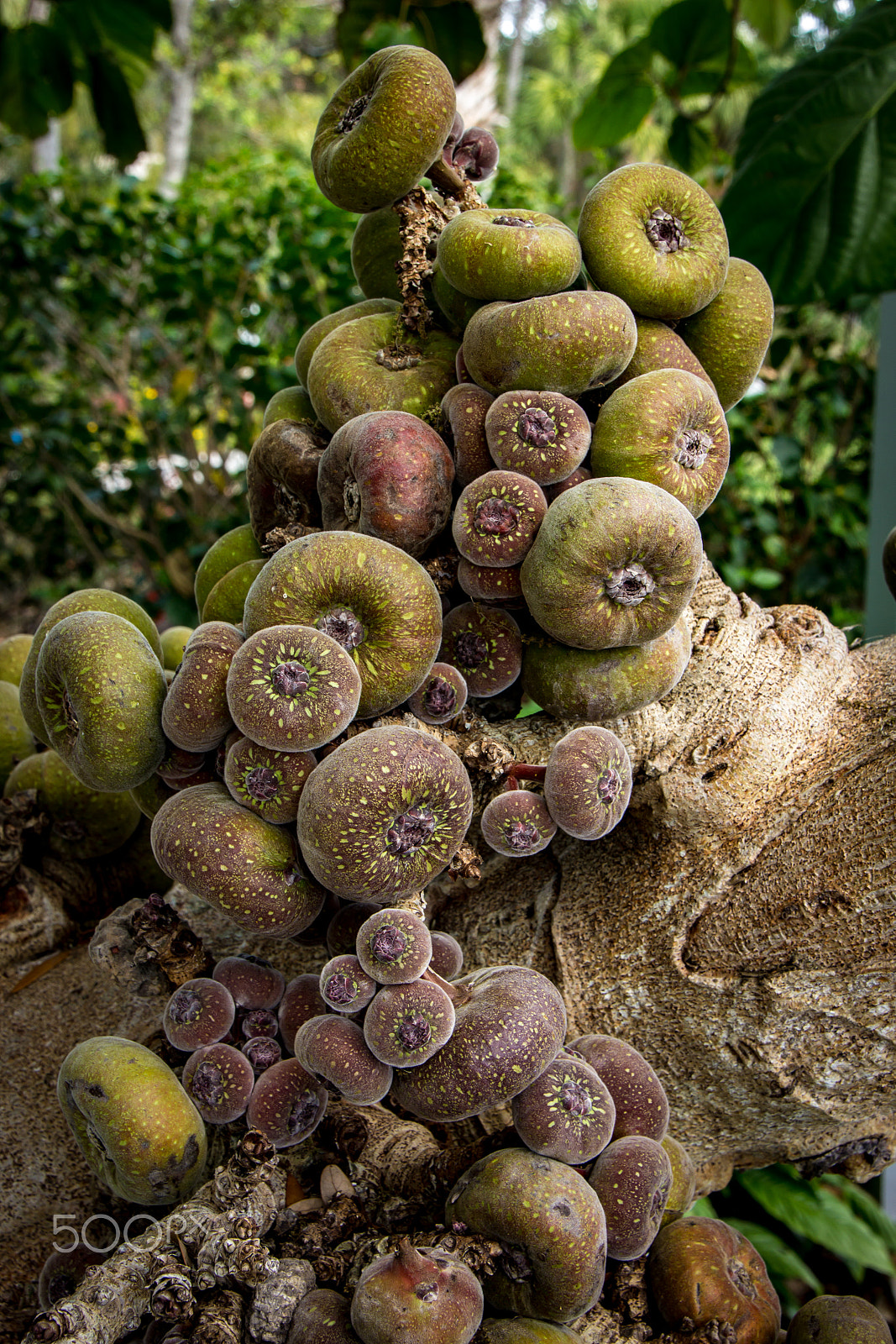 Canon EOS 600D (Rebel EOS T3i / EOS Kiss X5) sample photo. Foxburgh fig tree fruit photography
