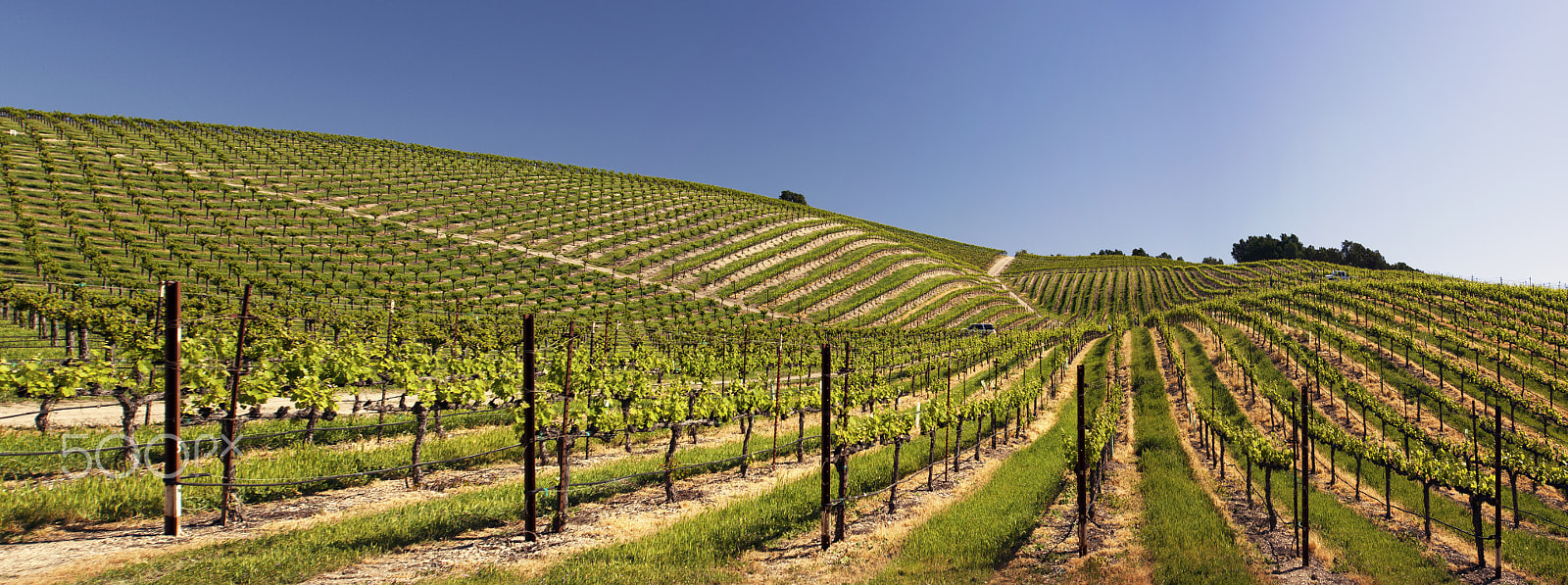 Canon EF 16-35mm F2.8L USM sample photo. Niner wine estate templeton ca photography