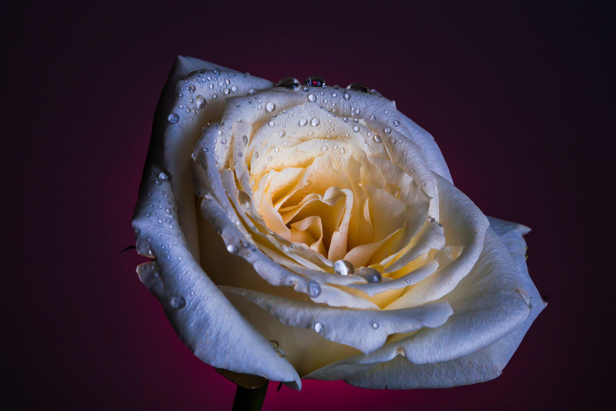 Canon EF 100mm F2.8 Macro USM sample photo. Rose photography