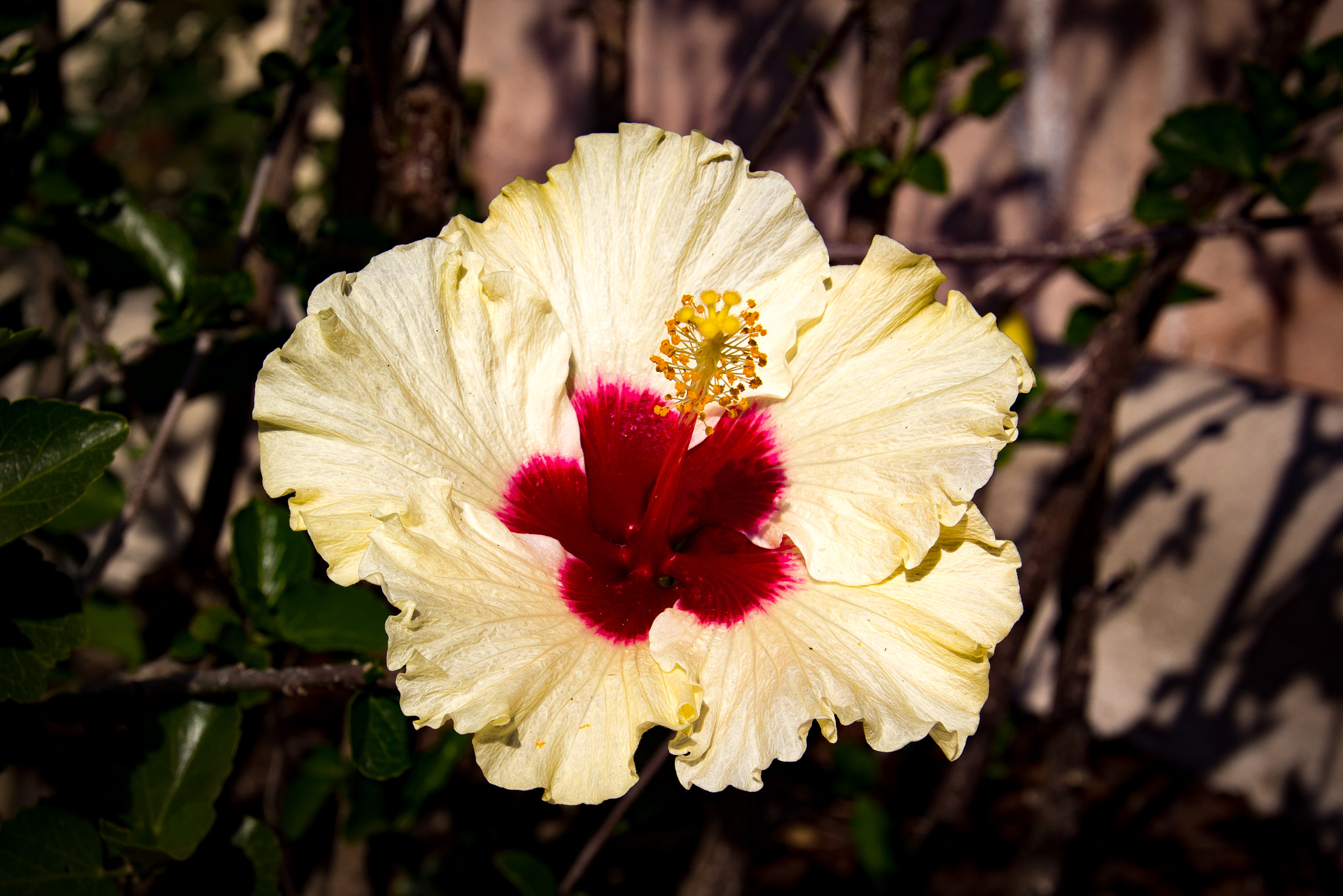 Canon EOS 600D (Rebel EOS T3i / EOS Kiss X5) sample photo. White & red hibiscus flower photography