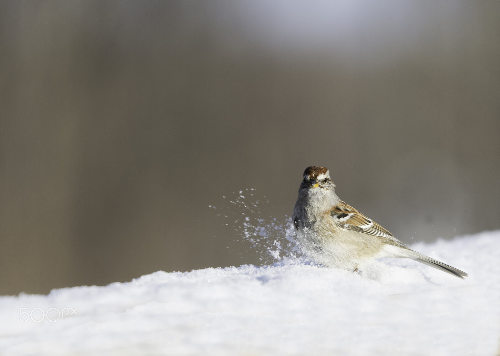 Nikon D7100 + Tamron SP 70-200mm F2.8 Di VC USD sample photo. Snow landing photography