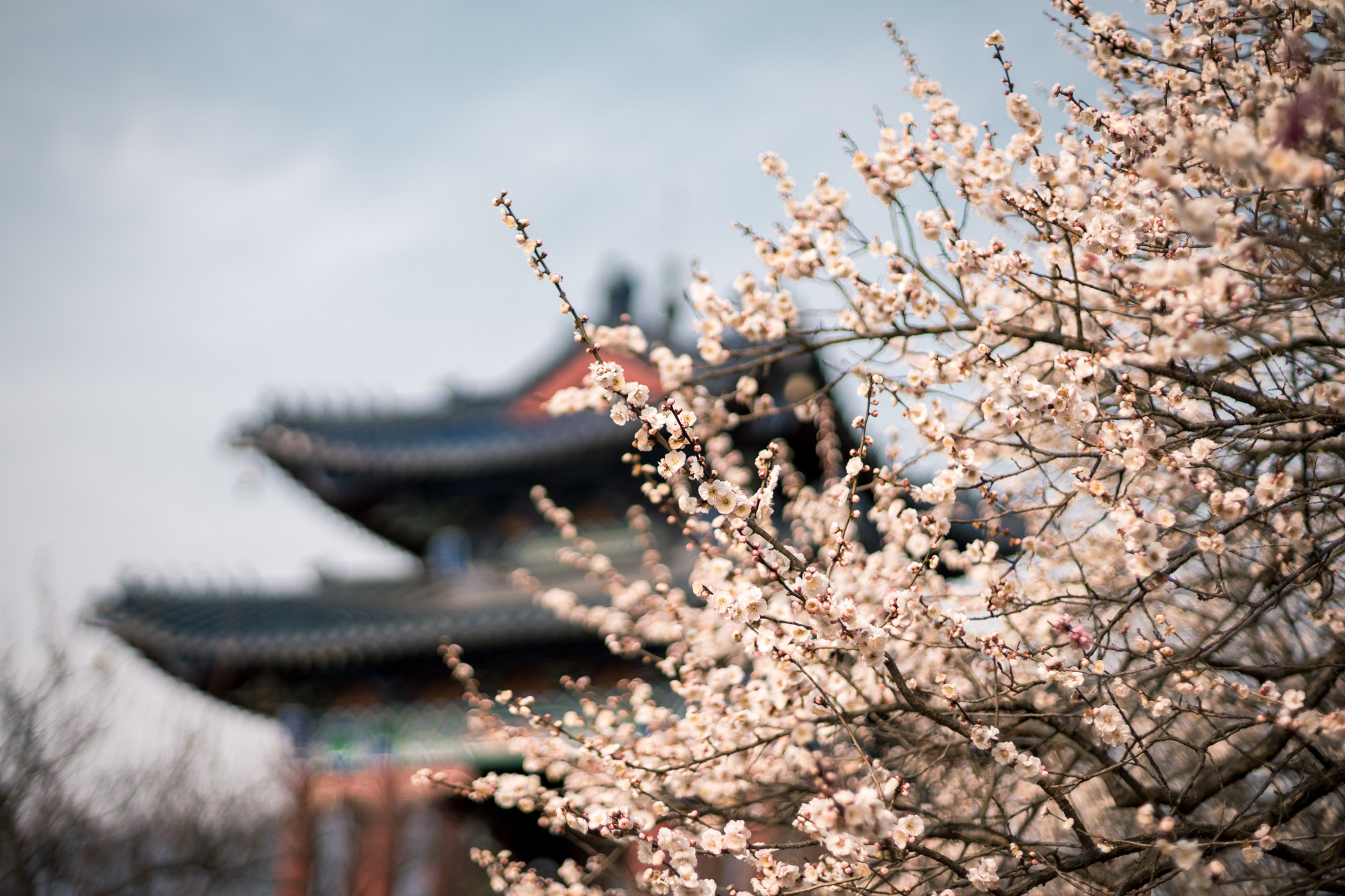 Sony a7 II + Canon EF 50mm F1.4 USM sample photo. Wintersweet in spring photography