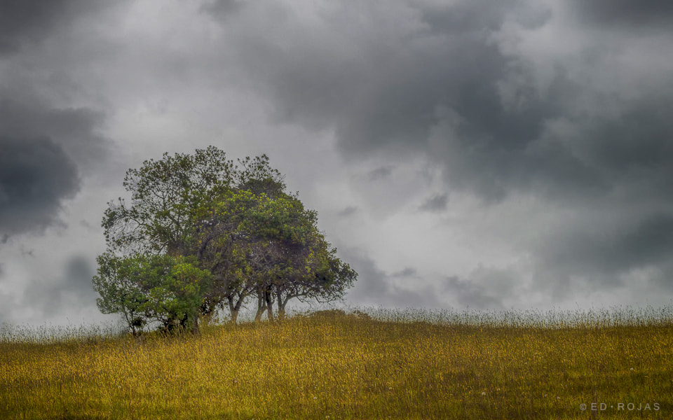 Canon EF 50mm F1.8 II sample photo. Lonely tree photography