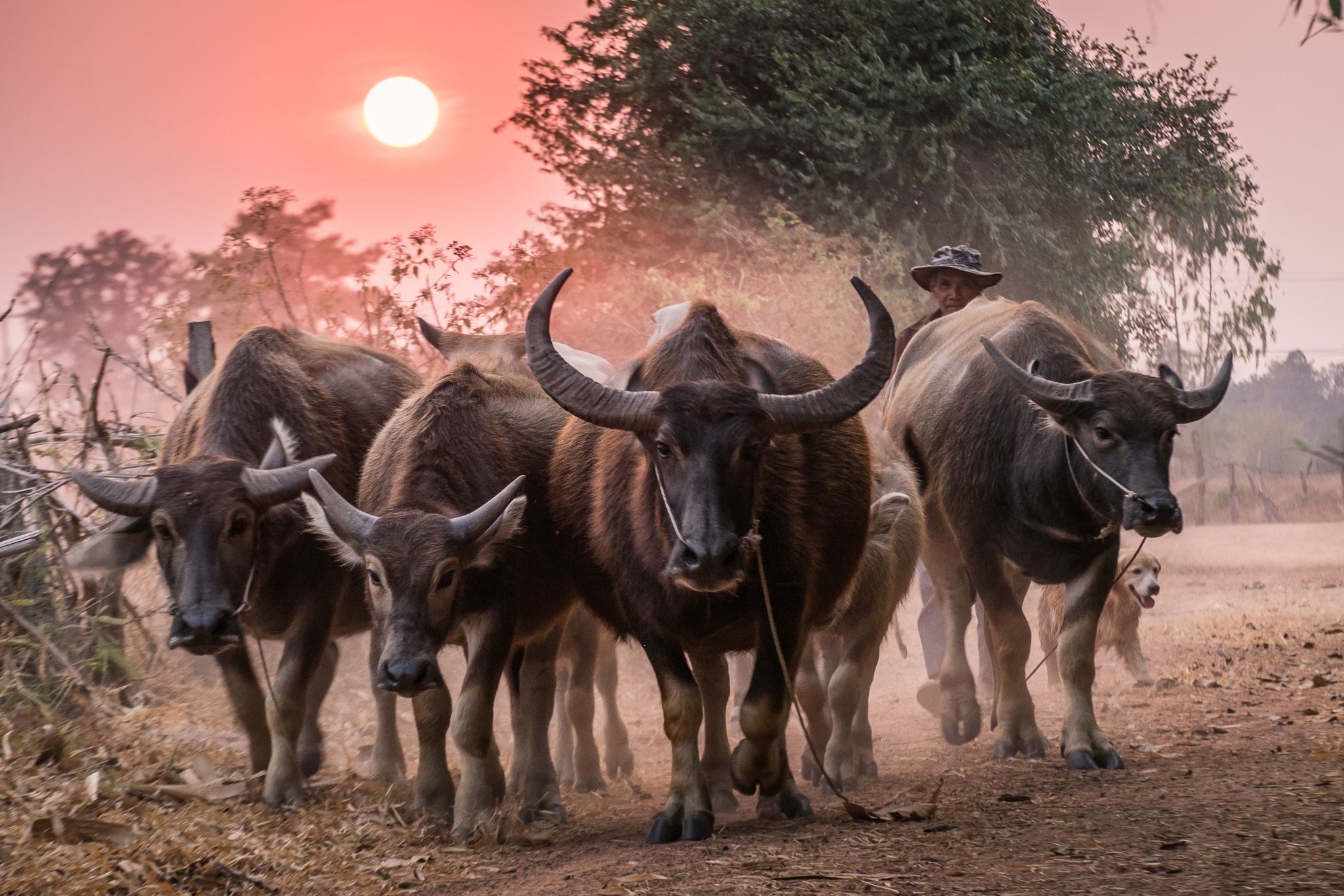 Fujifilm X-T10 + Fujifilm XC 50-230mm F4.5-6.7 OIS II sample photo. Back buffalo farm photography