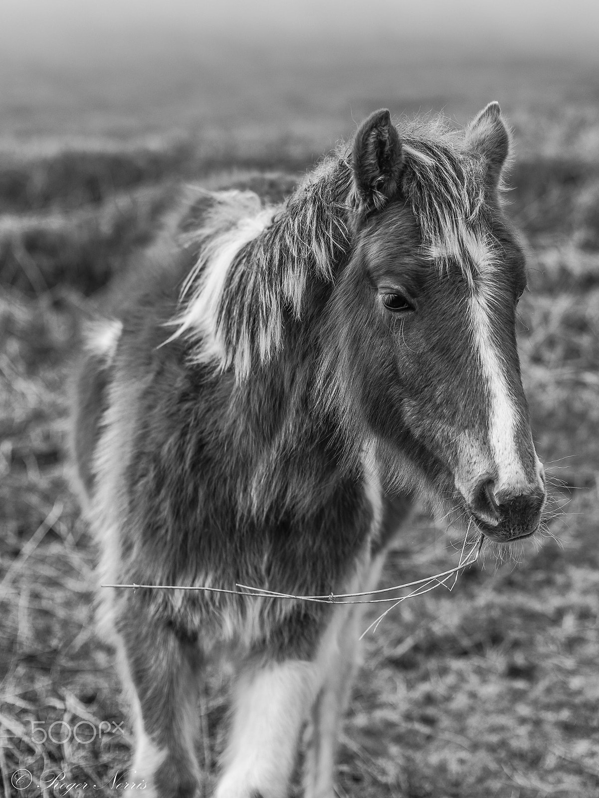 Nikon D810 sample photo. Sugarloaf pony photography