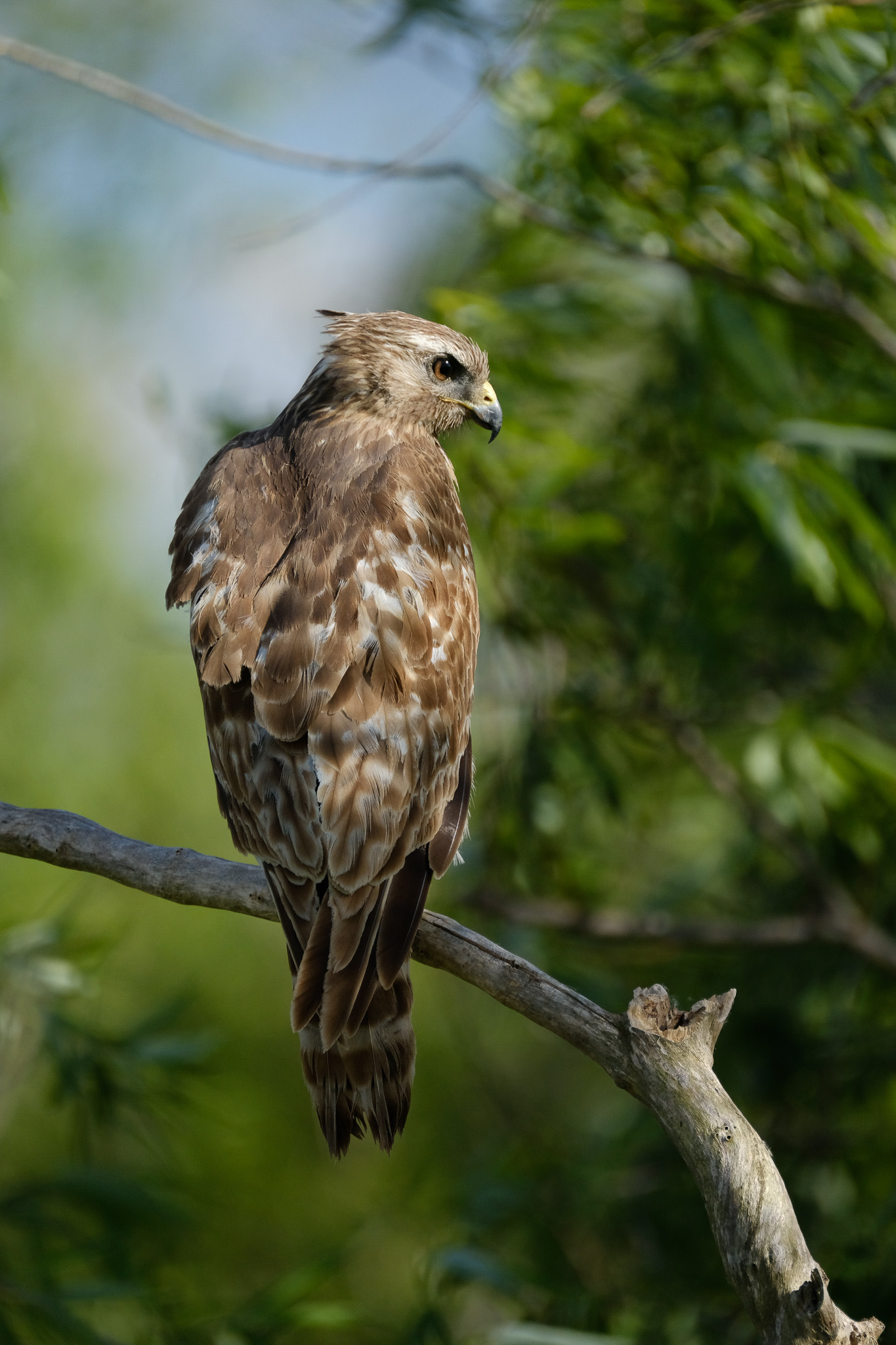 Fujifilm XF 100-400mm F4.5-5.6 R LM OIS WR sample photo. Hawk photography