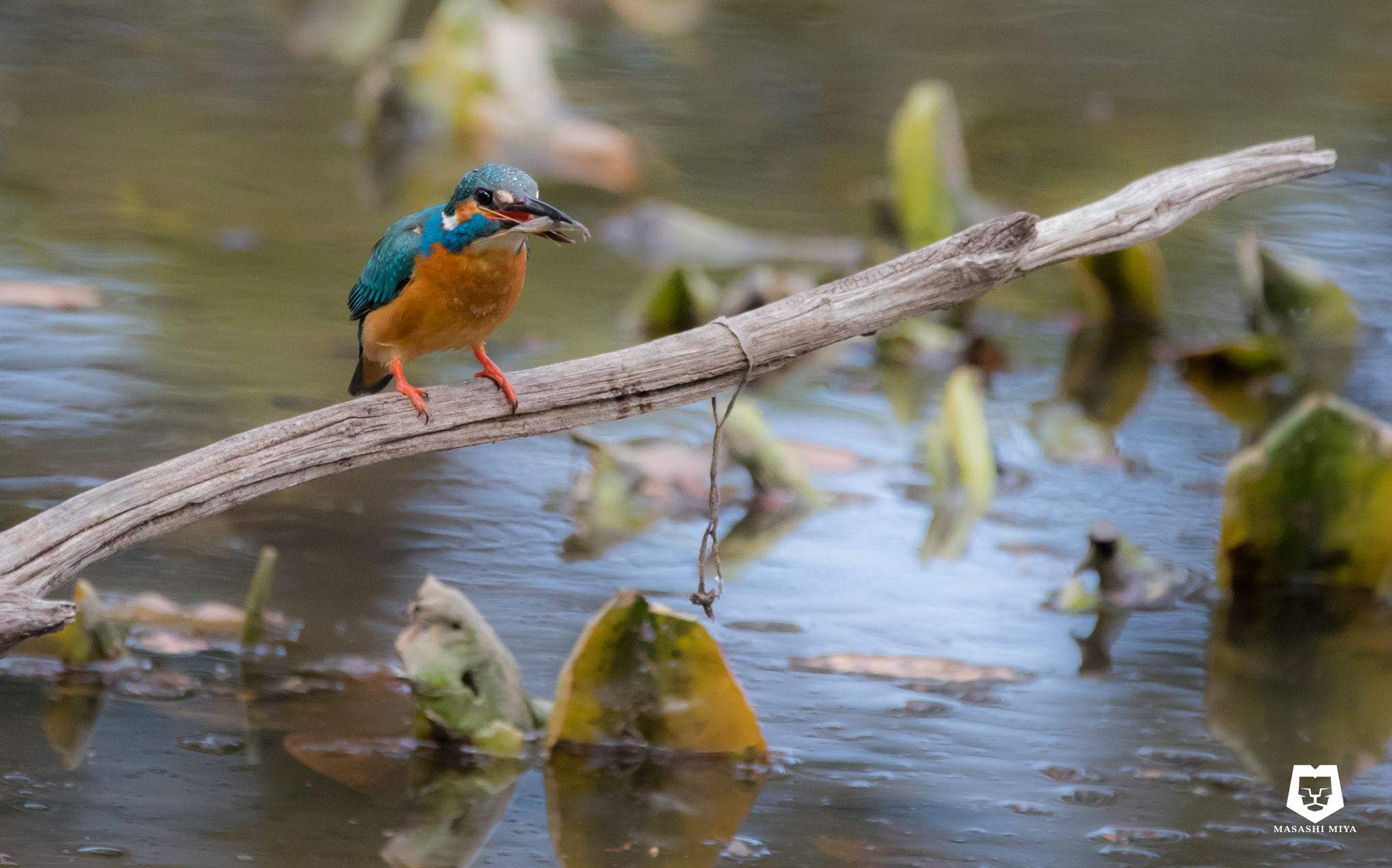 150-600mm F5-6.3 DG OS HSM | Contemporary 015 sample photo. Kingfisher photography