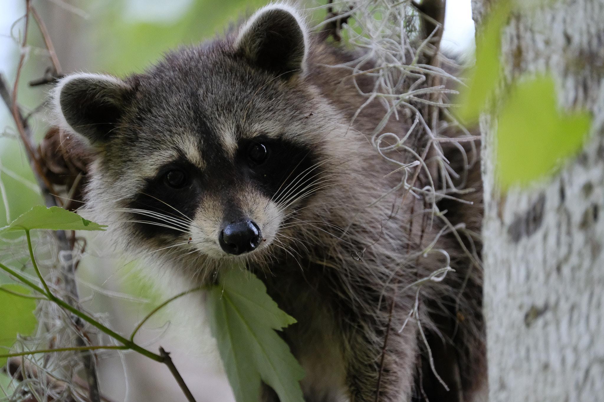 Fujifilm X-T2 sample photo. Raccoon photography