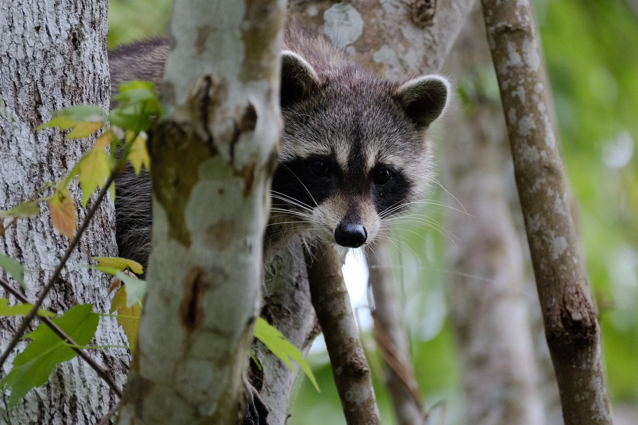 Fujifilm X-T2 sample photo. Raccoon photography