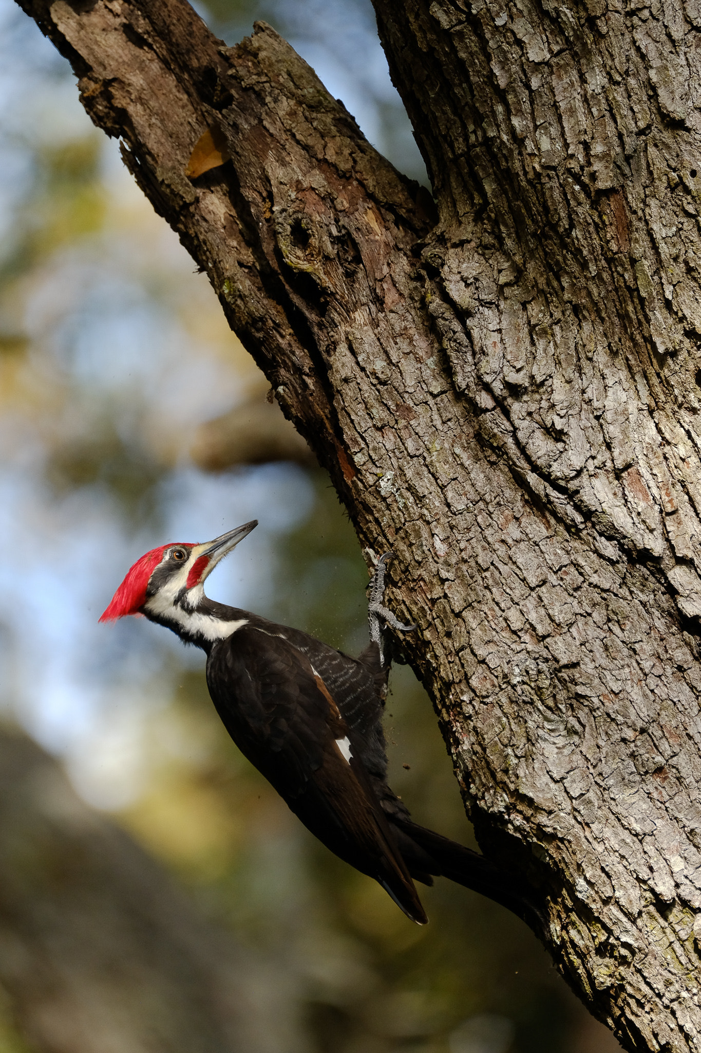 Fujifilm XF 100-400mm F4.5-5.6 R LM OIS WR sample photo. Pileated woodpecker photography