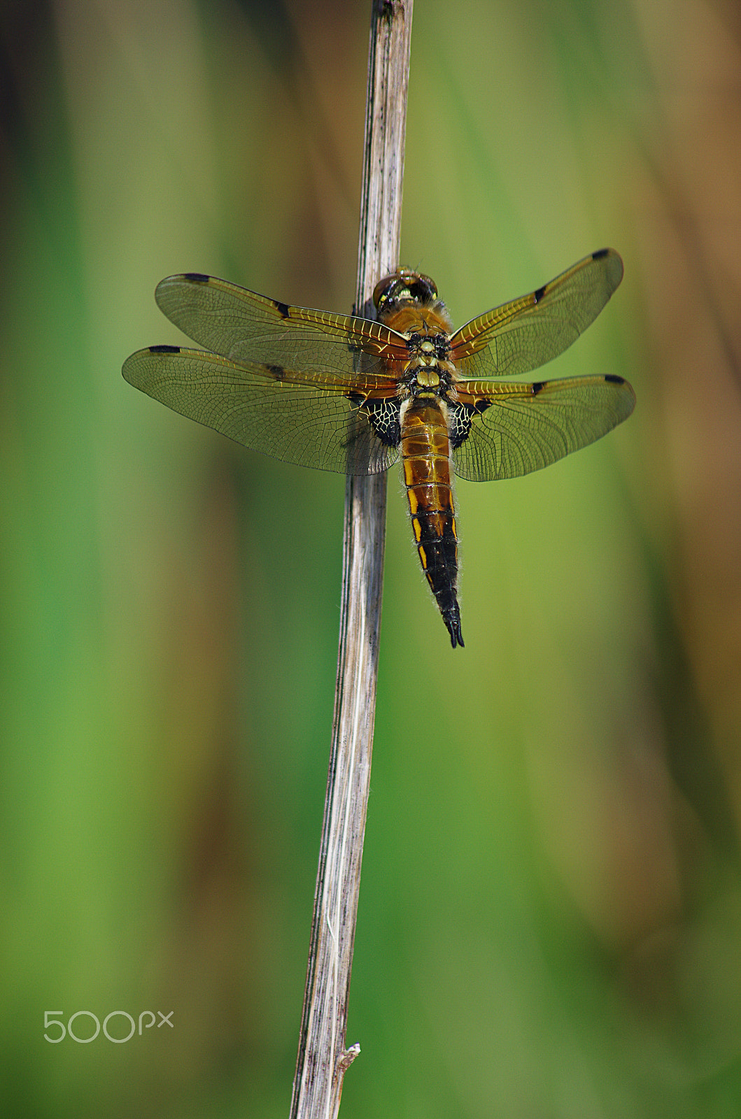 Pentax K-5 + Pentax smc DA 55-300mm F4.0-5.8 ED sample photo. Four spotted chaser dragonfly photography