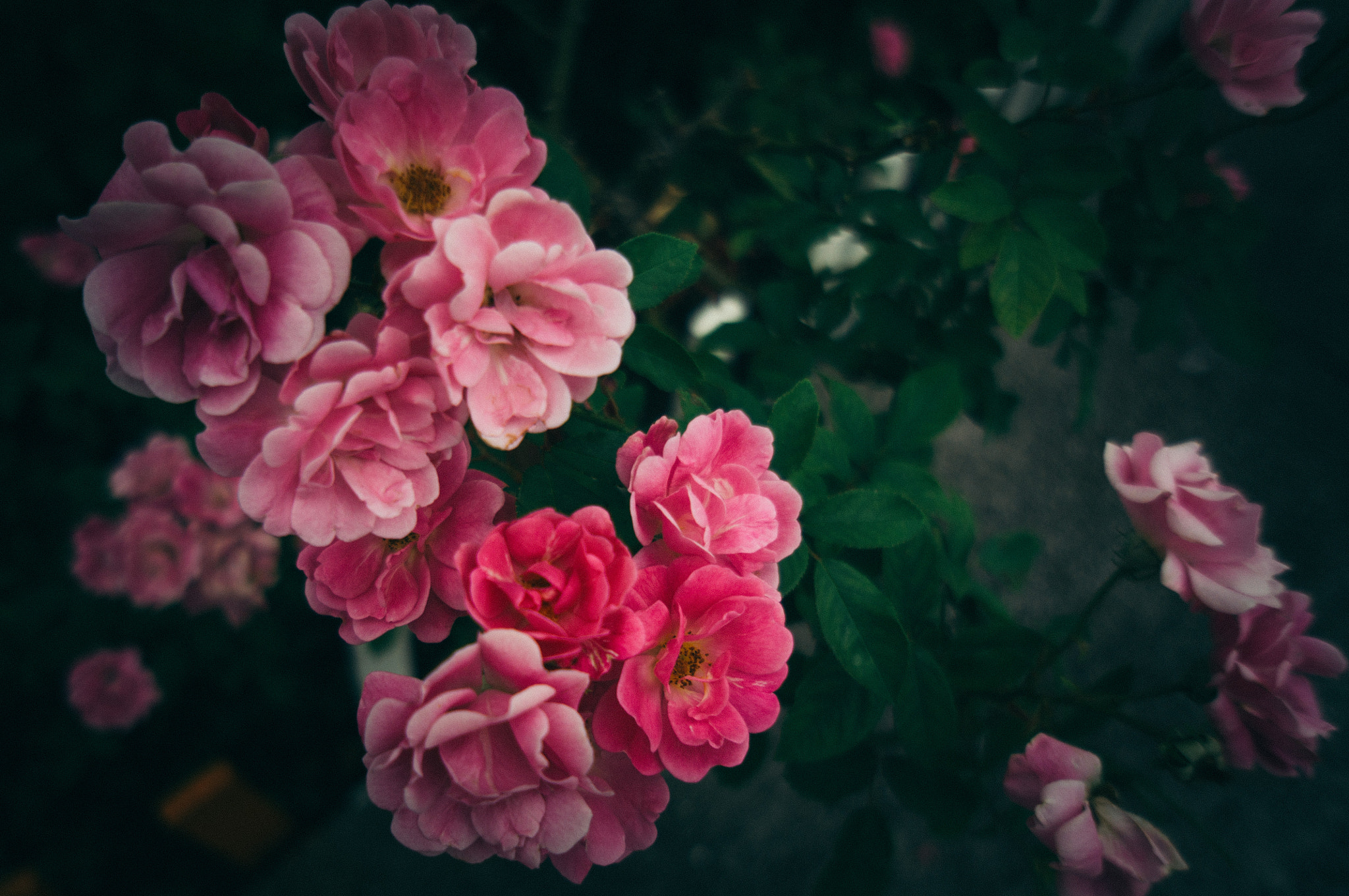 Sony Alpha NEX-5N + Sony E 16mm F2.8 sample photo. Flowers photography