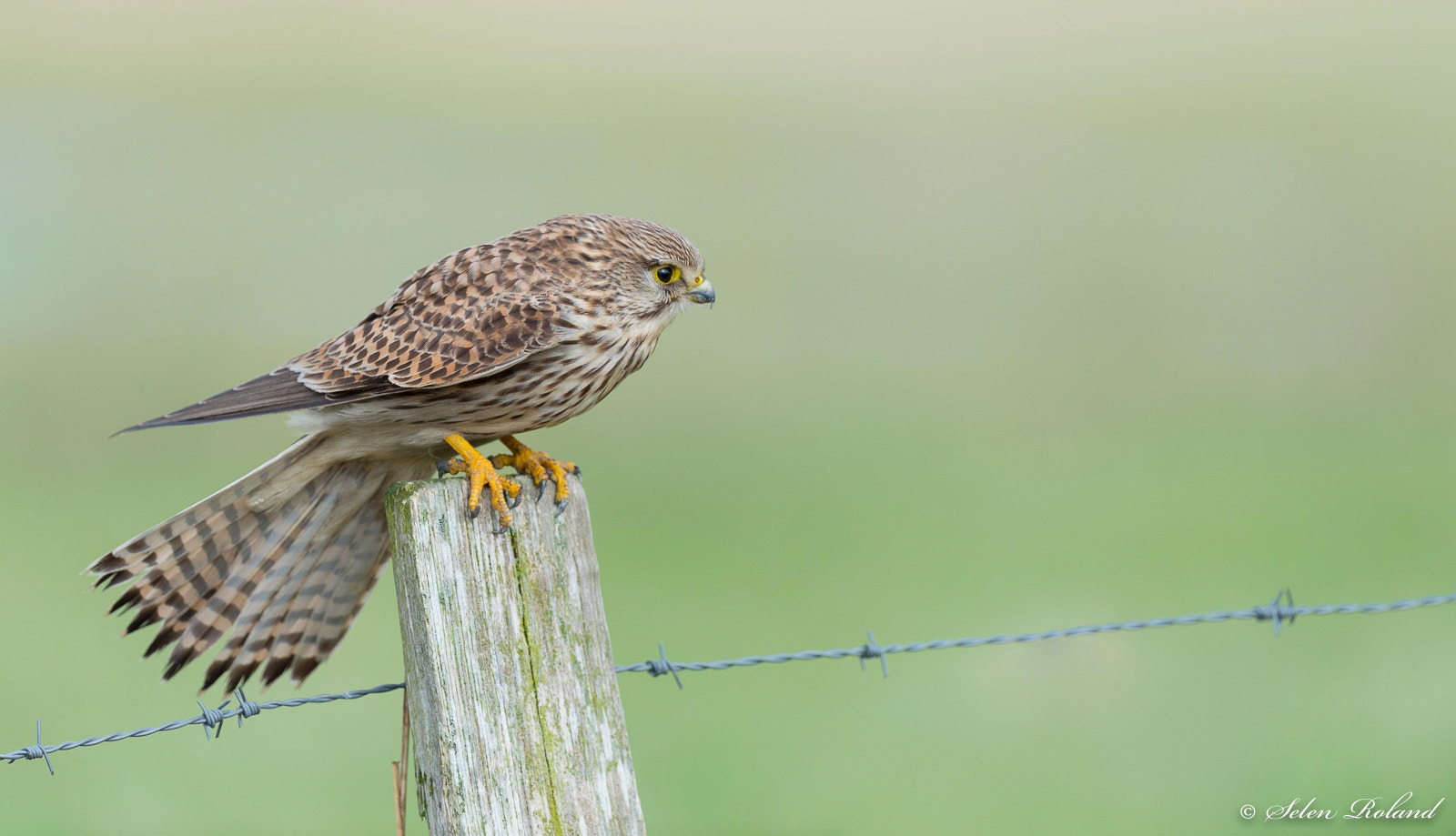 Nikon D4 + Nikon AF-S Nikkor 500mm F4G ED VR sample photo. Torenvalk - kestrel photography