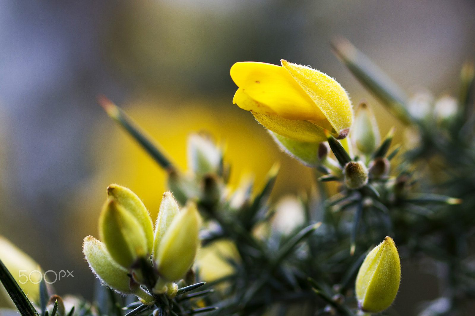 Sigma 105mm F2.8 EX DG OS HSM sample photo. Yellow photography