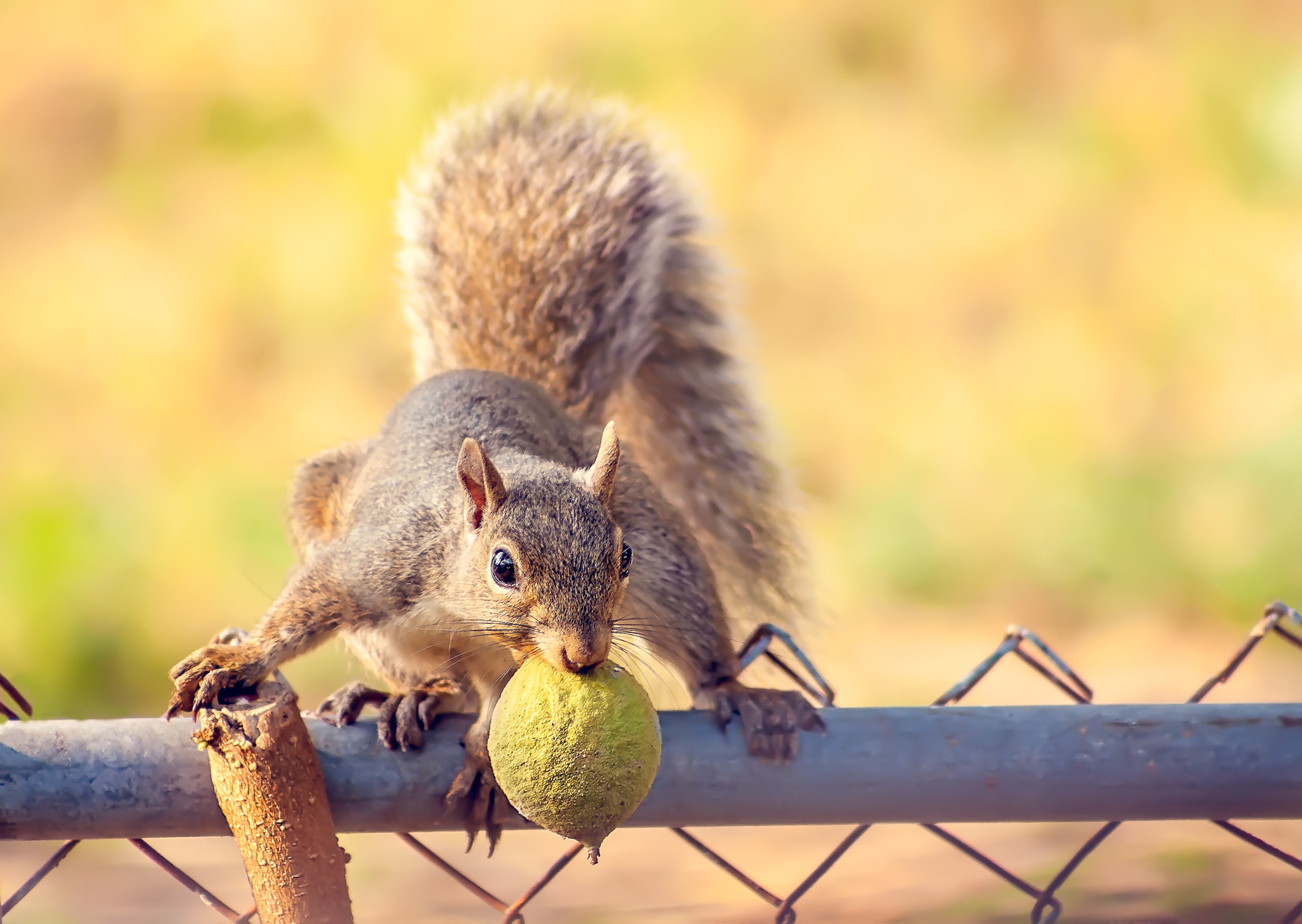 EF75-300mm f/4-5.6 sample photo. Nut, what nut? photography