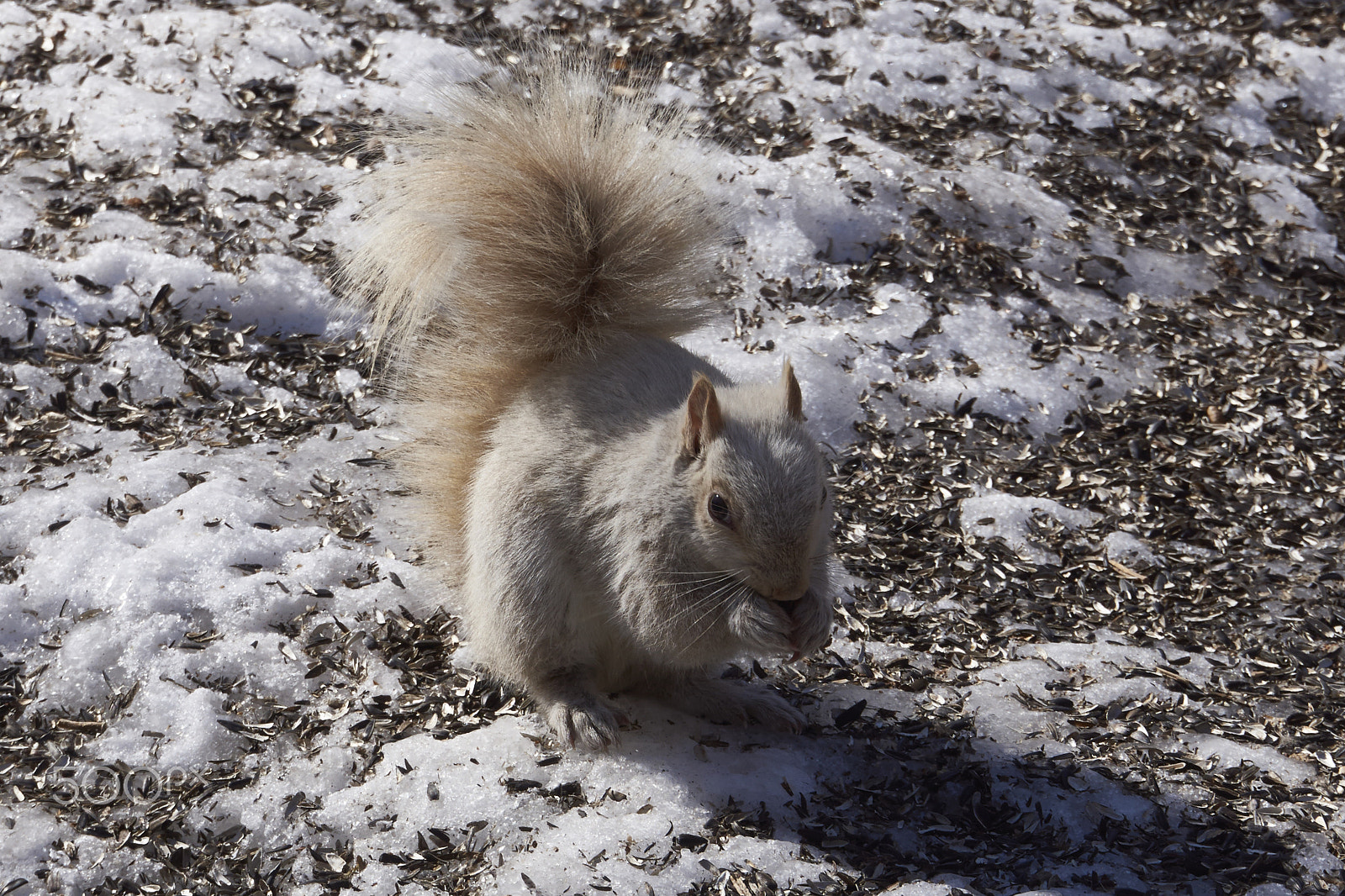 Sony SLT-A65 (SLT-A65V) + DT 18-270mm F3.5-6.3 SSM sample photo. White #squirrel - Écureuil blanc photography