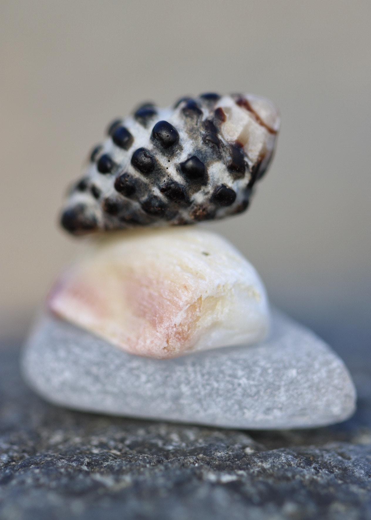 Canon EF 100mm F2.8L Macro IS USM sample photo. Balancing act photography